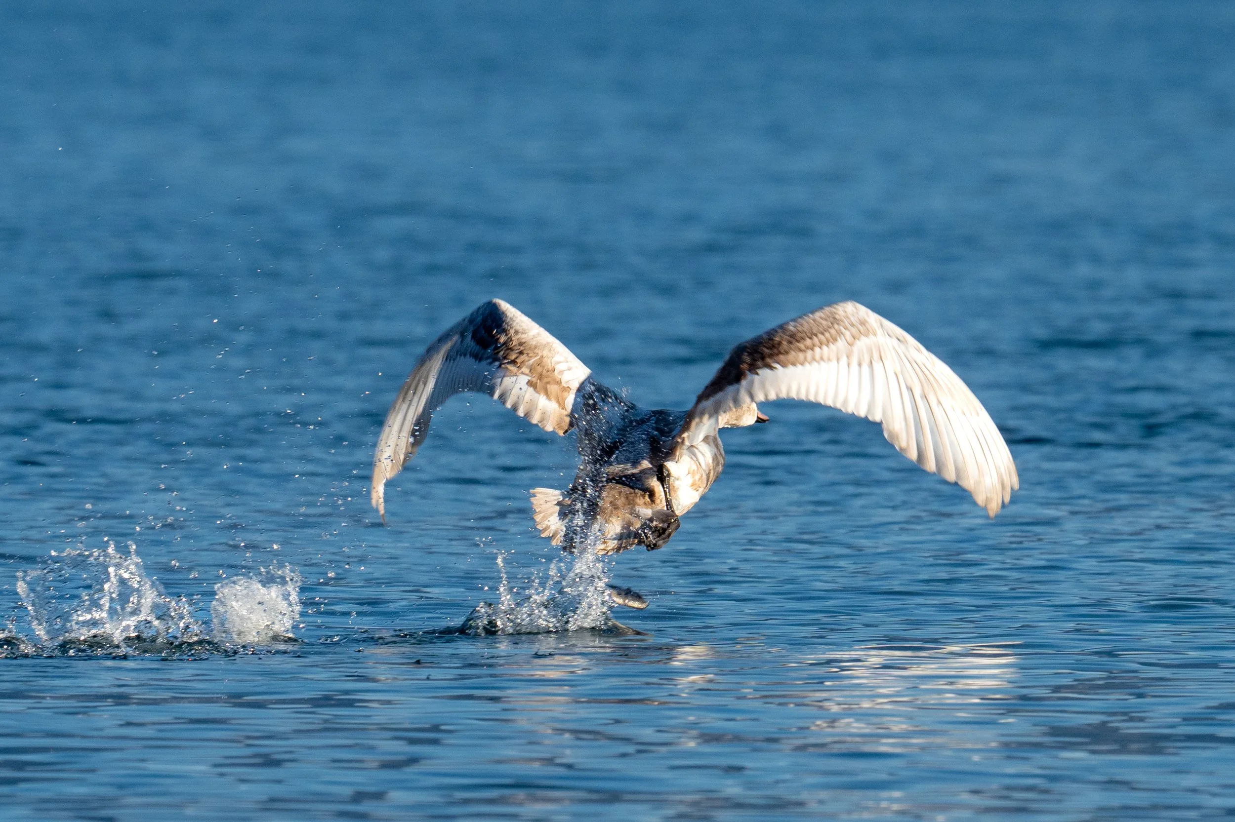 Difficile décollage d'un jeune cygne tuberculé