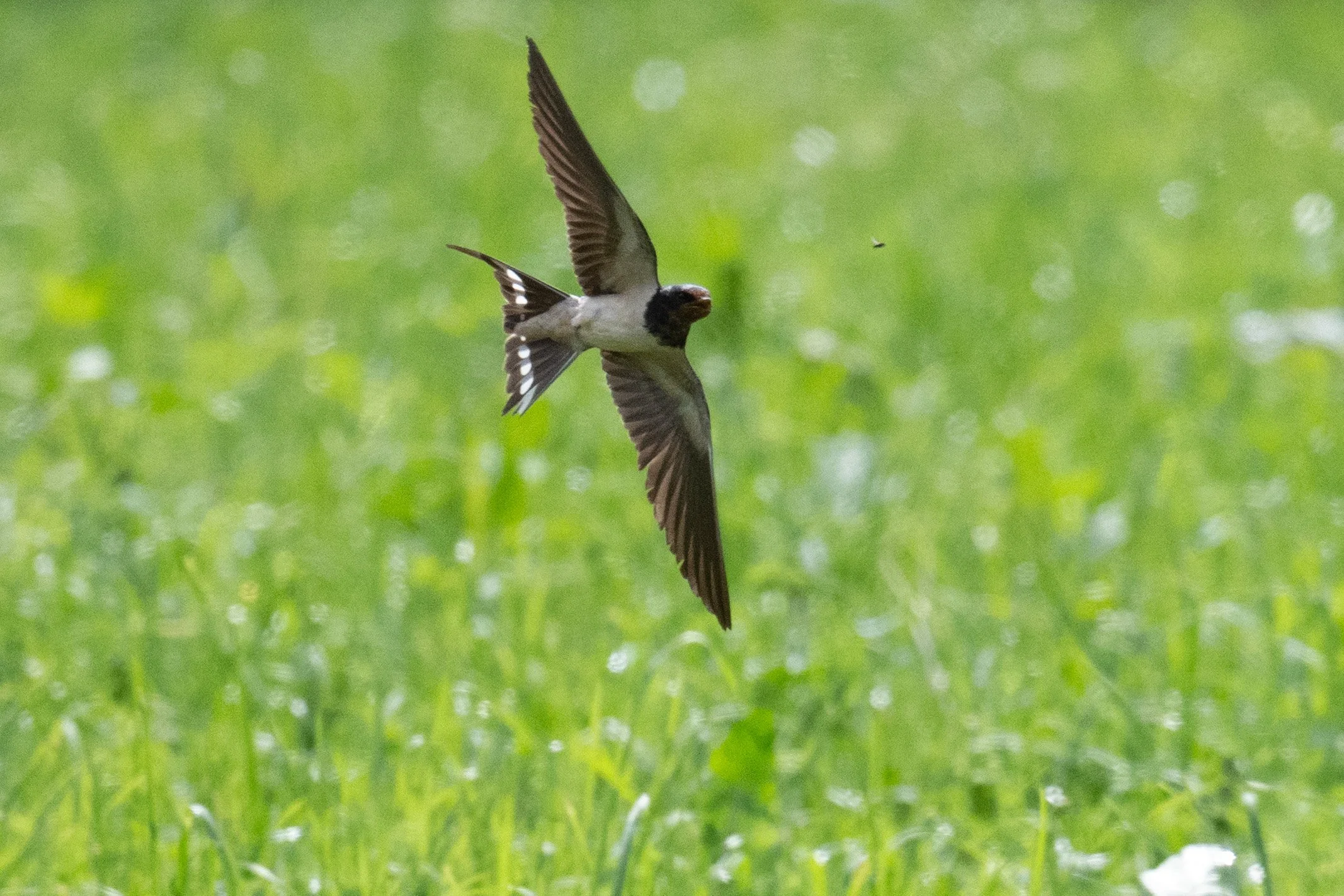 Hirondelle rustique chassant de petits insectes volants... une vraie prouesse photographique !