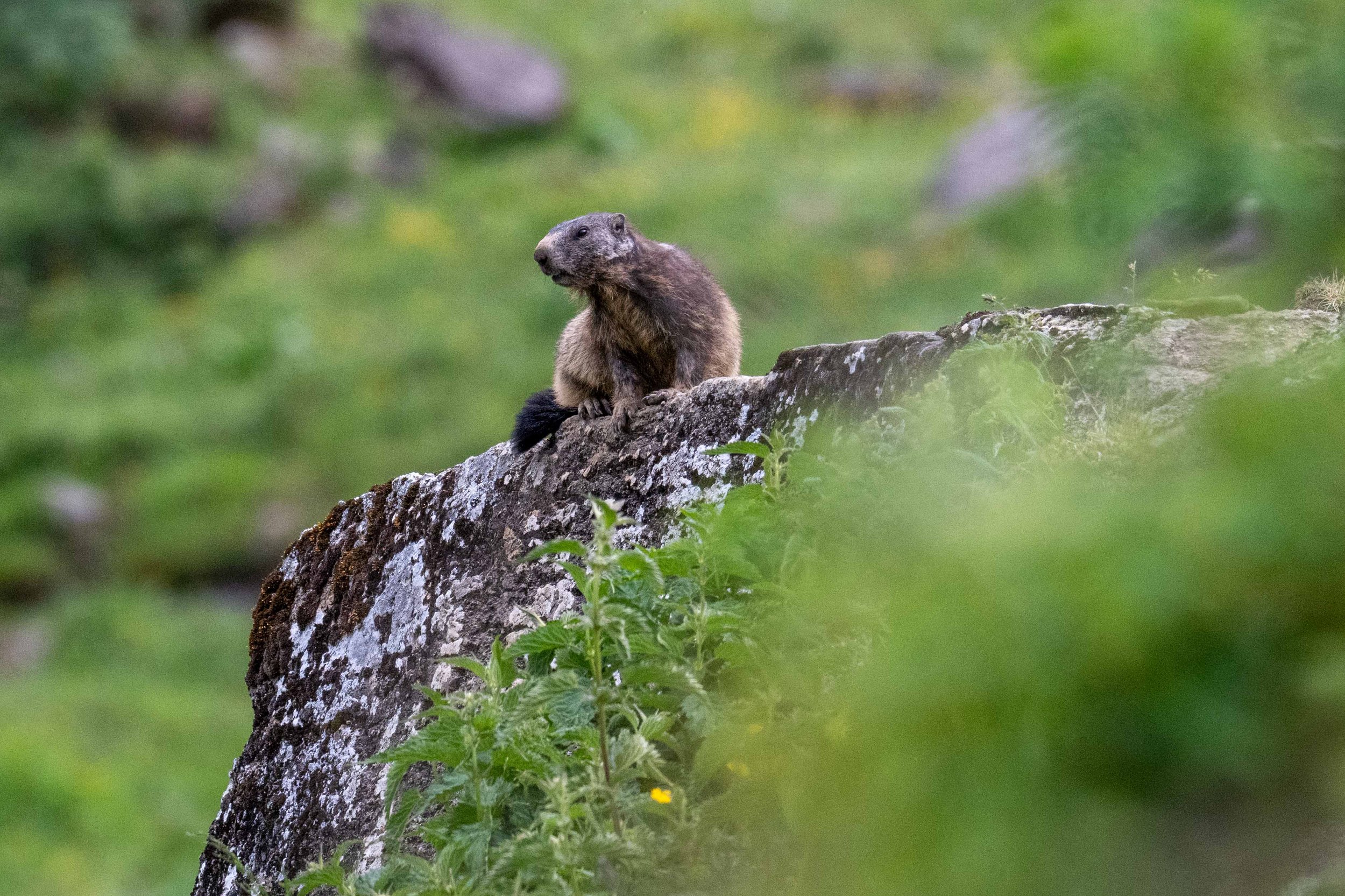 Mondimage_©Claude-Champion_marmottes-26.jpg