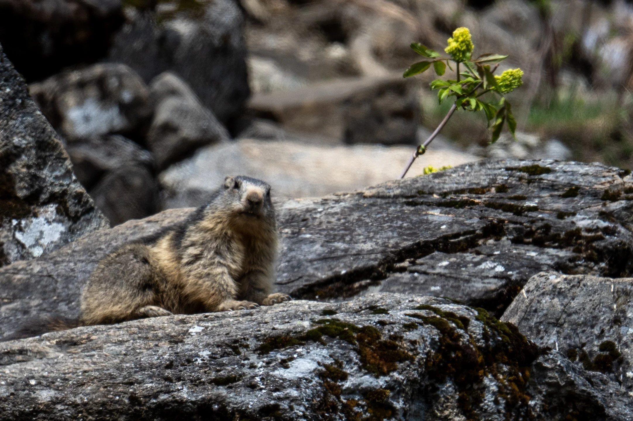 et les marmottes qui préfèrent les rochers.