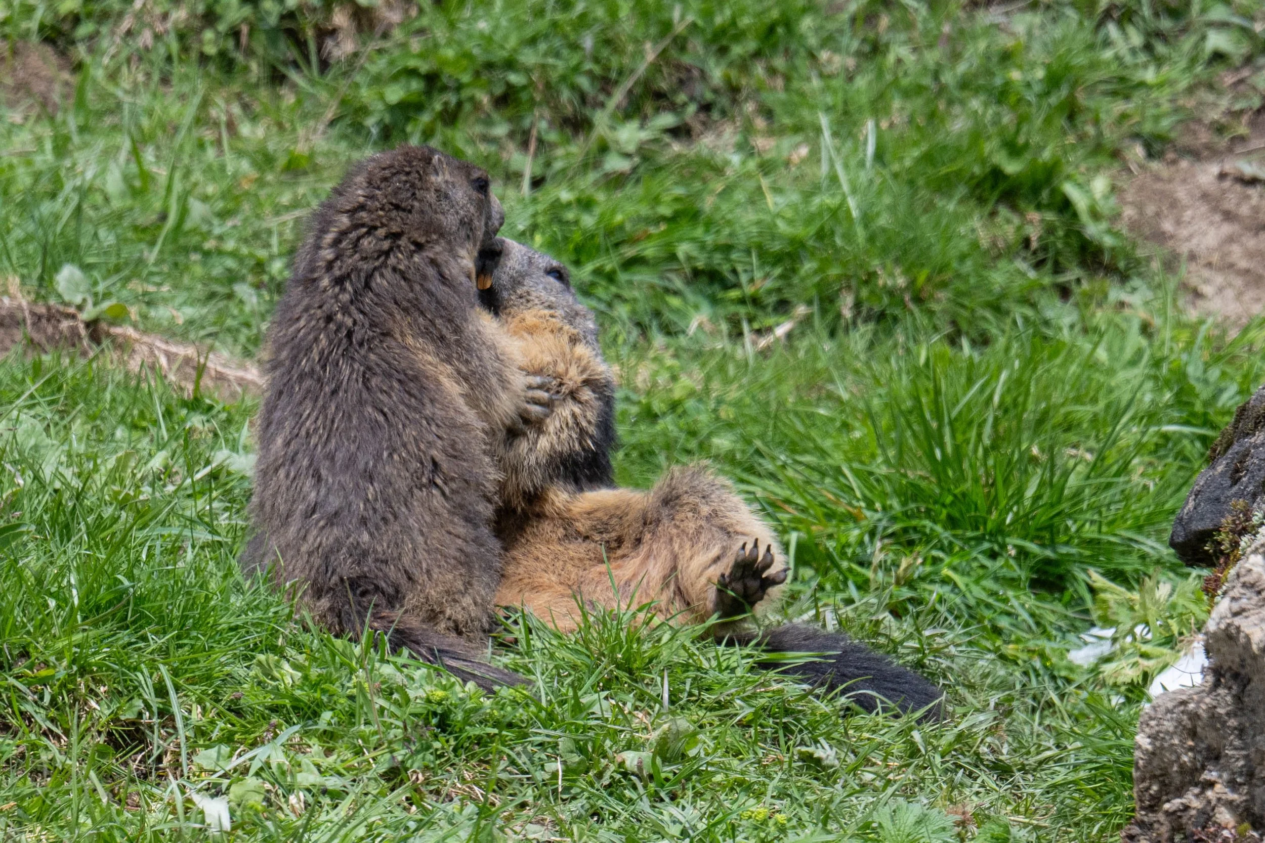 Mondimage_©Claude-Champion_marmottes-23.jpg