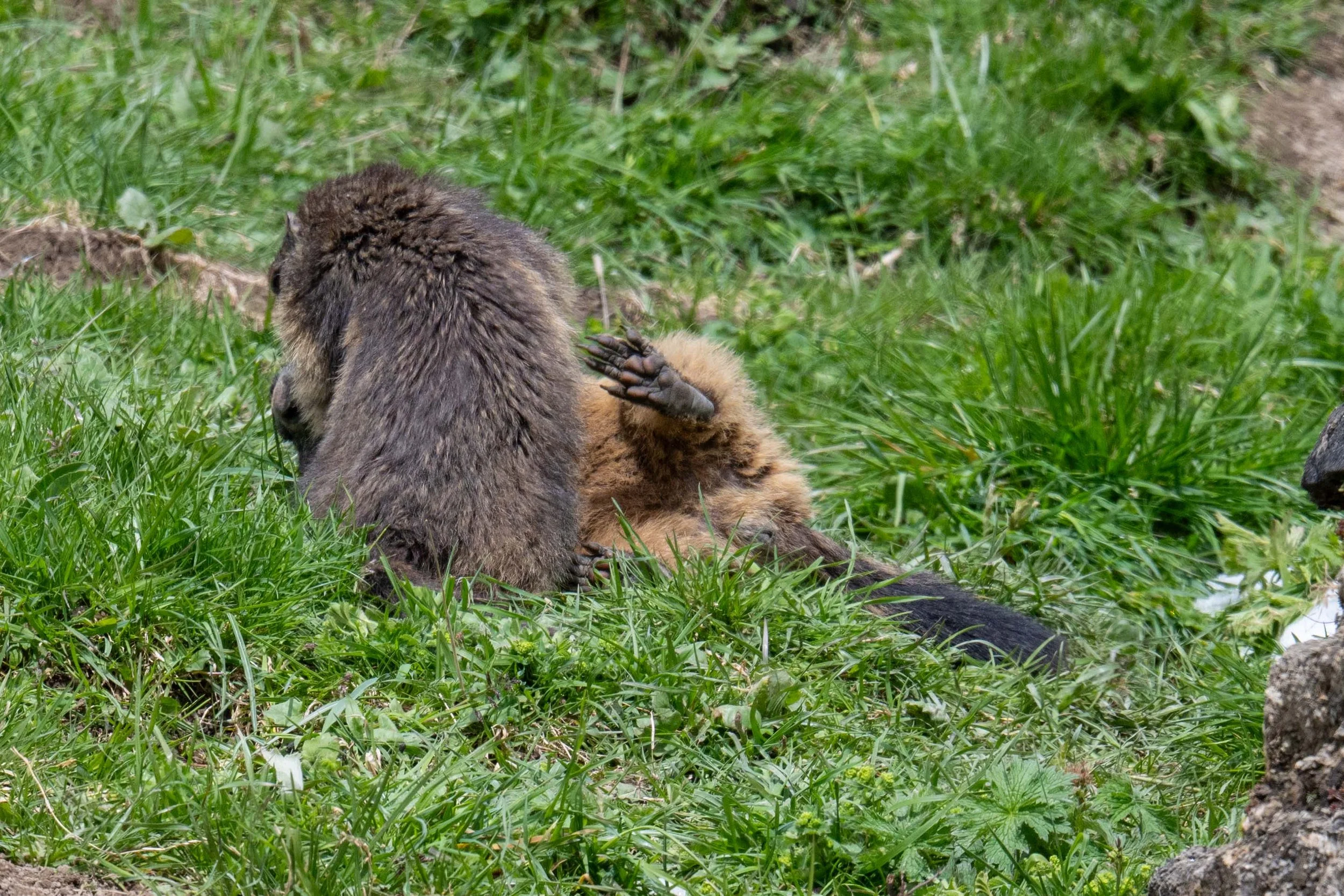 Mondimage_©Claude-Champion_marmottes-22.jpg