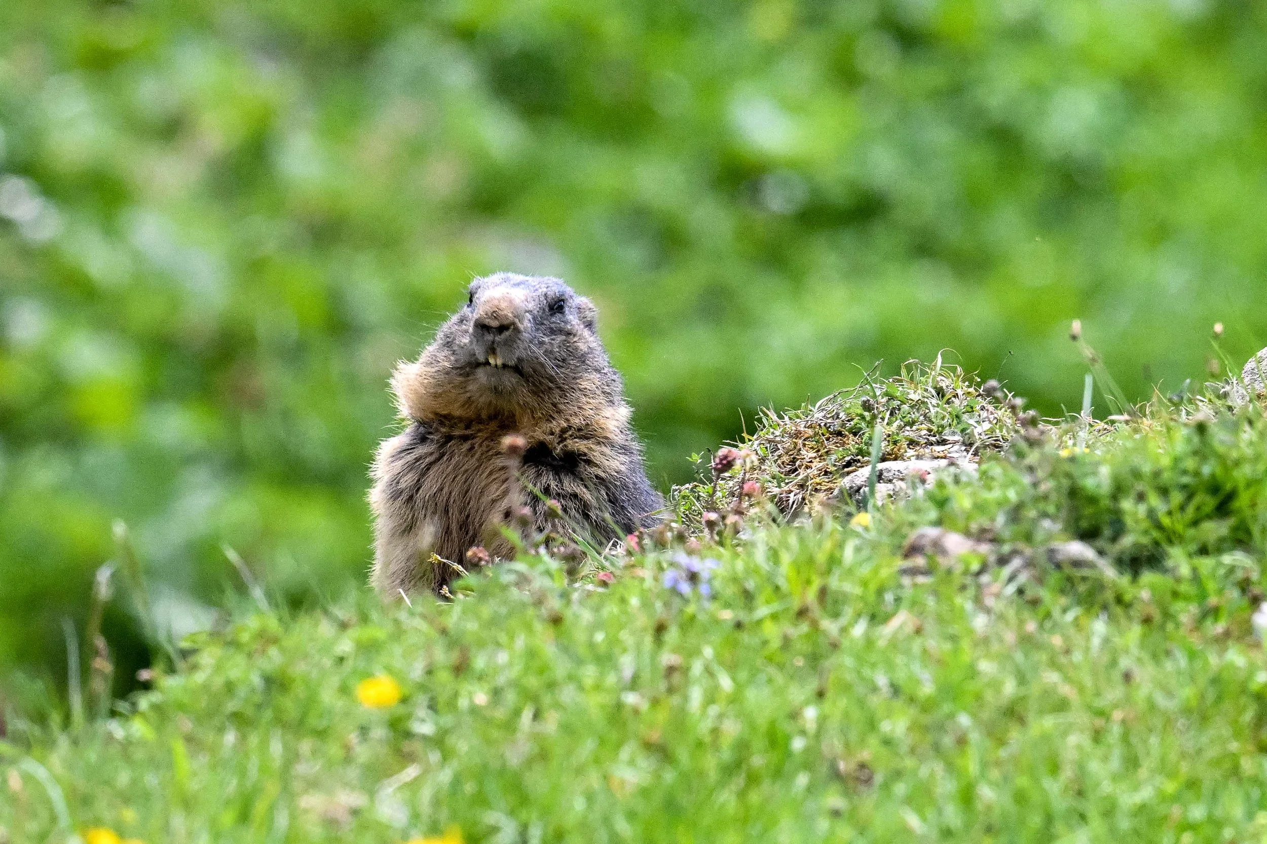 Mondimage_©Claude-Champion_marmottes-17.jpg