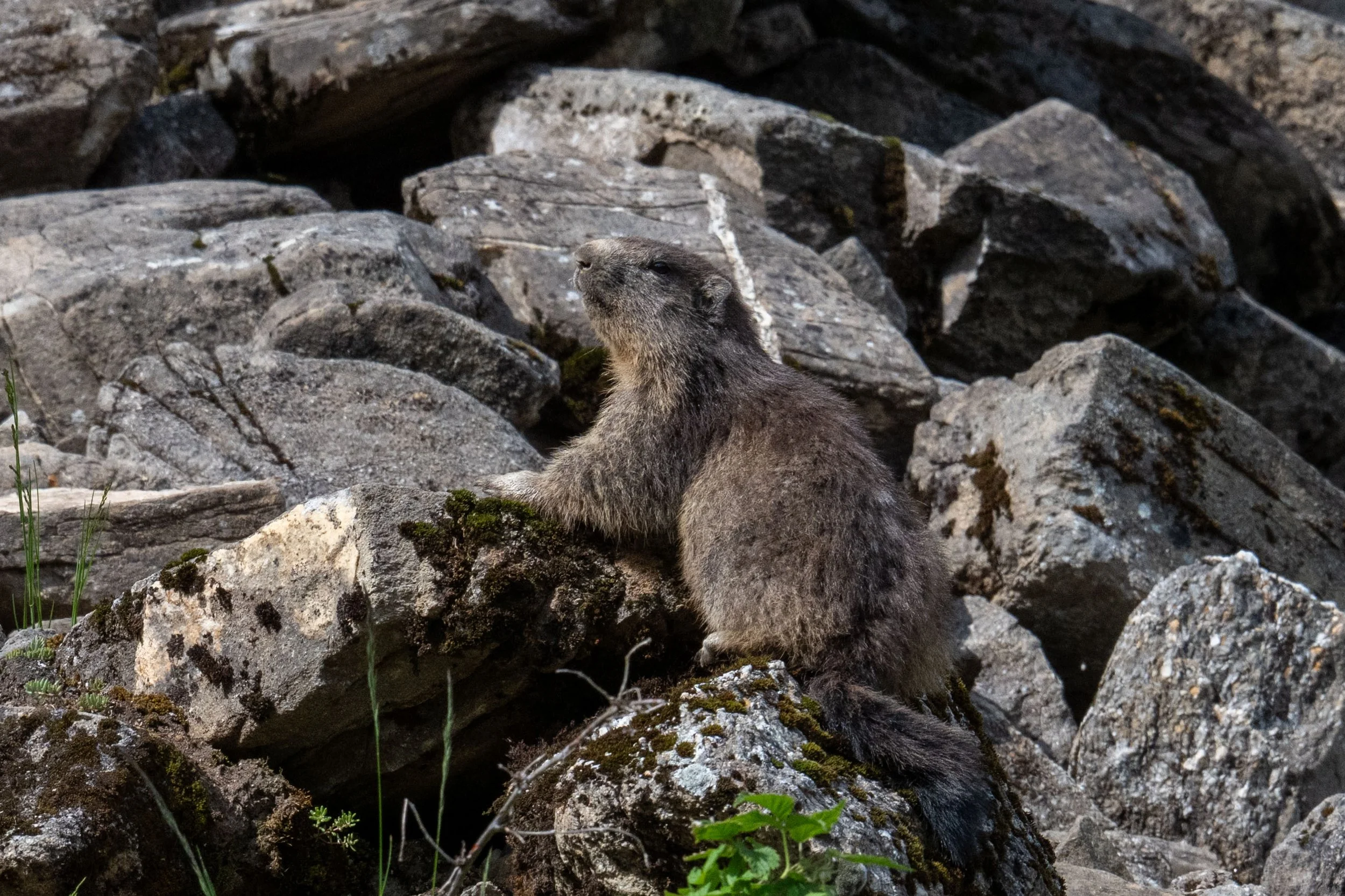 Mondimage_©Claude-Champion_marmottes-16.jpg