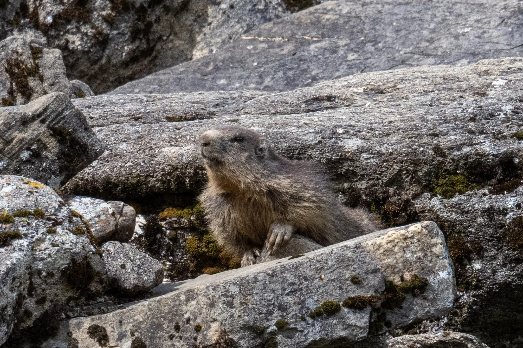 Mondimage_©Claude-Champion_marmottes-15.jpg