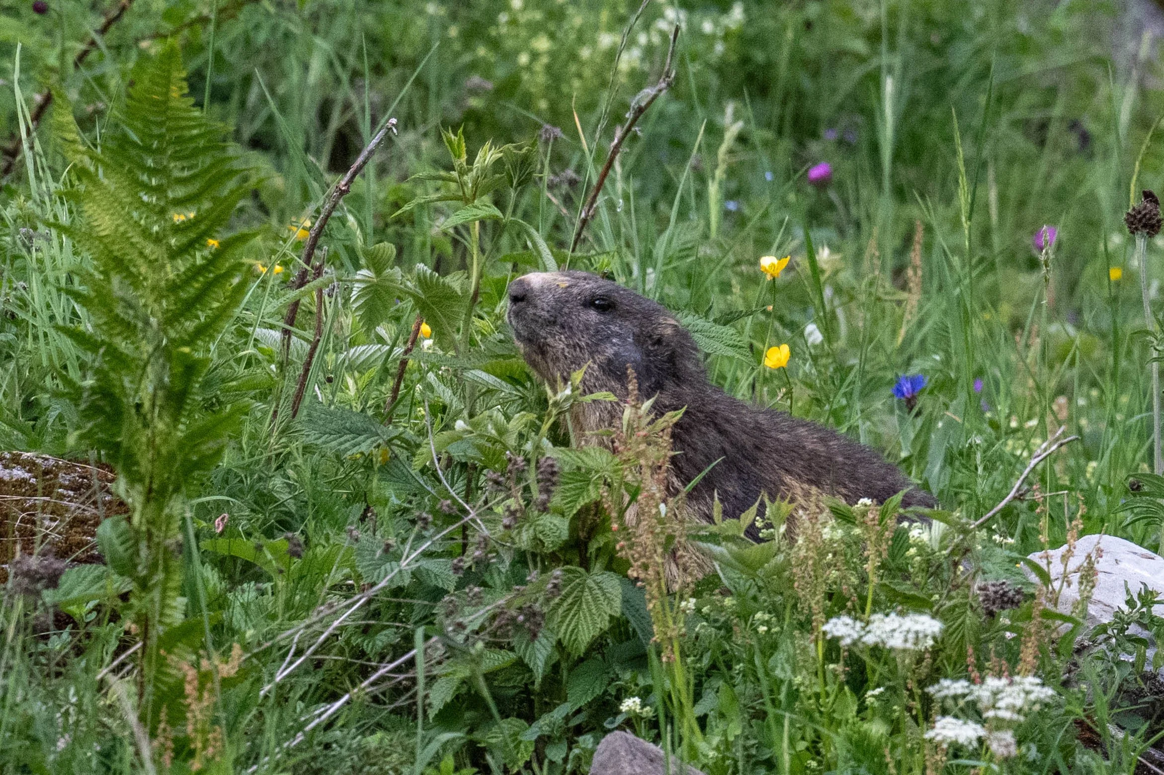 Mondimage_©Claude-Champion_marmottes-14.jpg