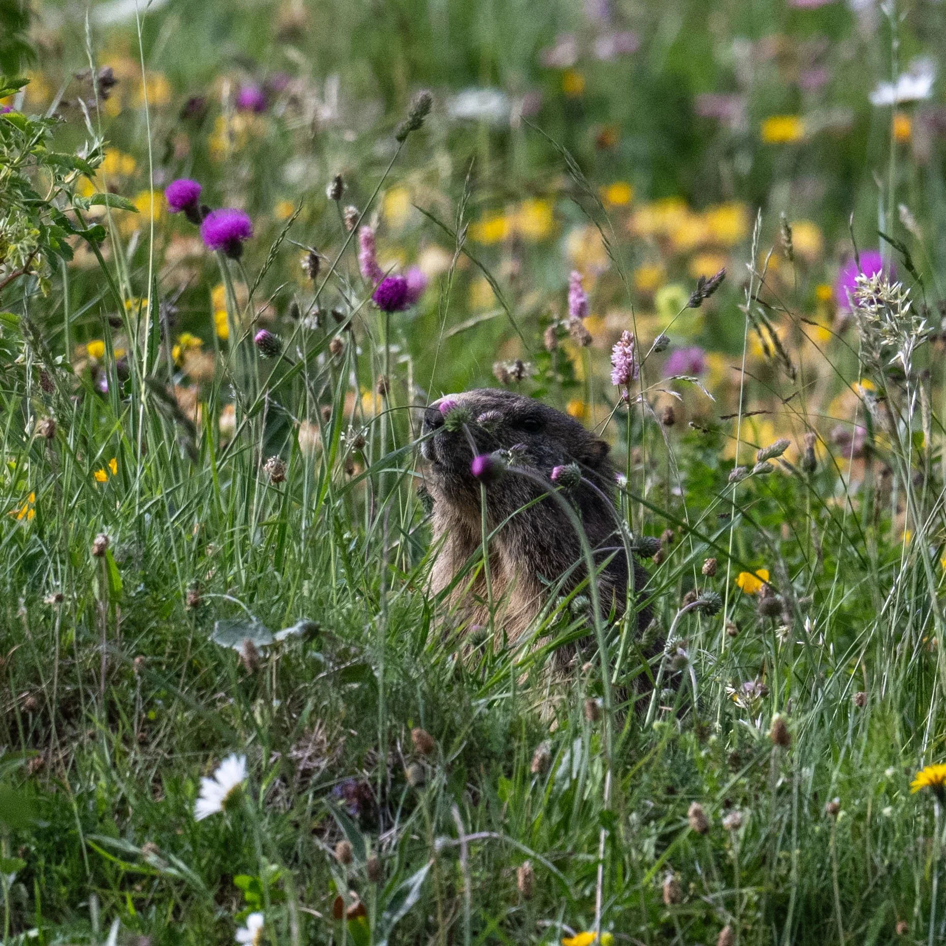 Mondimage_©Claude-Champion_marmottes-13.jpg
