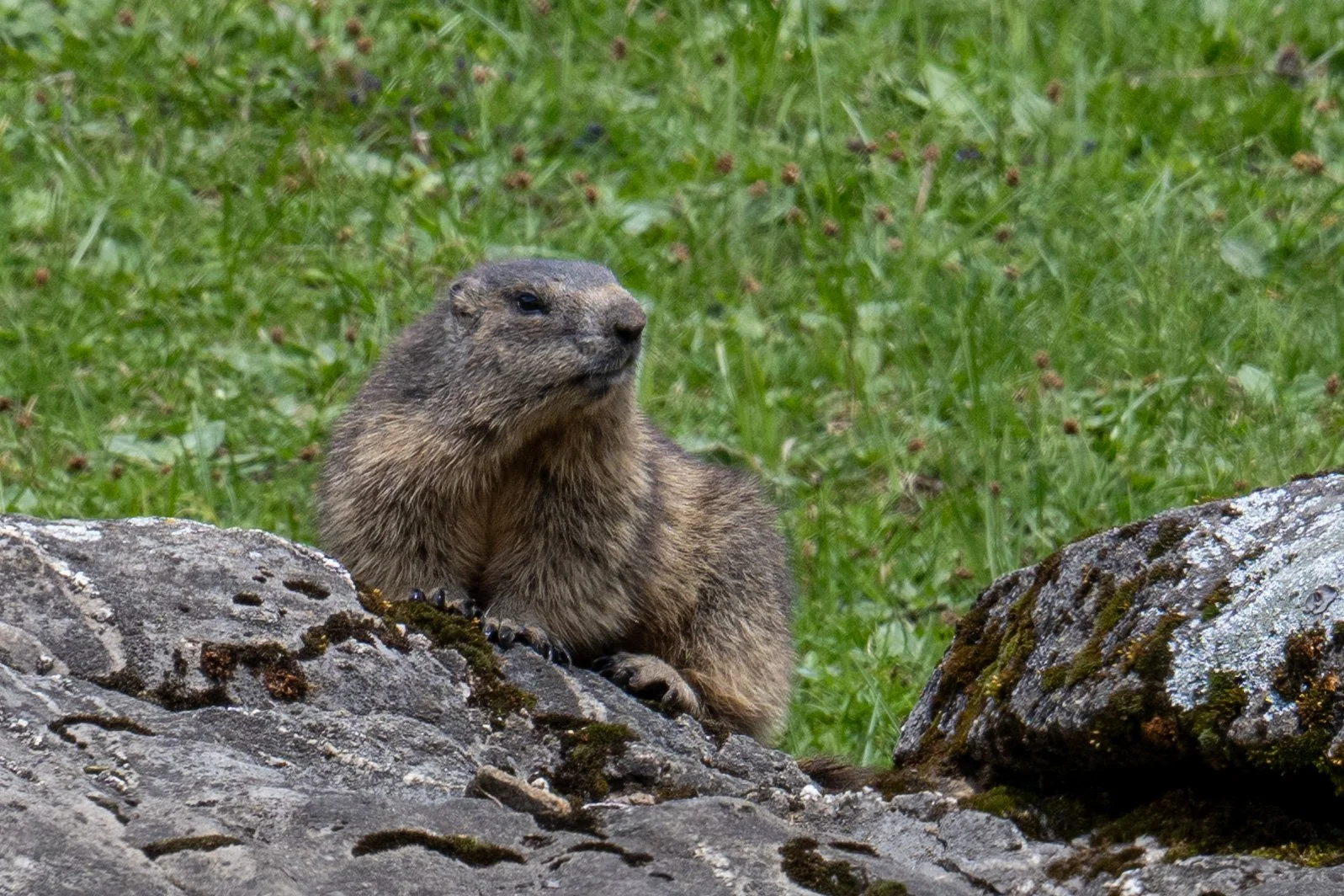 Au pays des marmottes il y a les adultes qui veillent, voir surveillent---