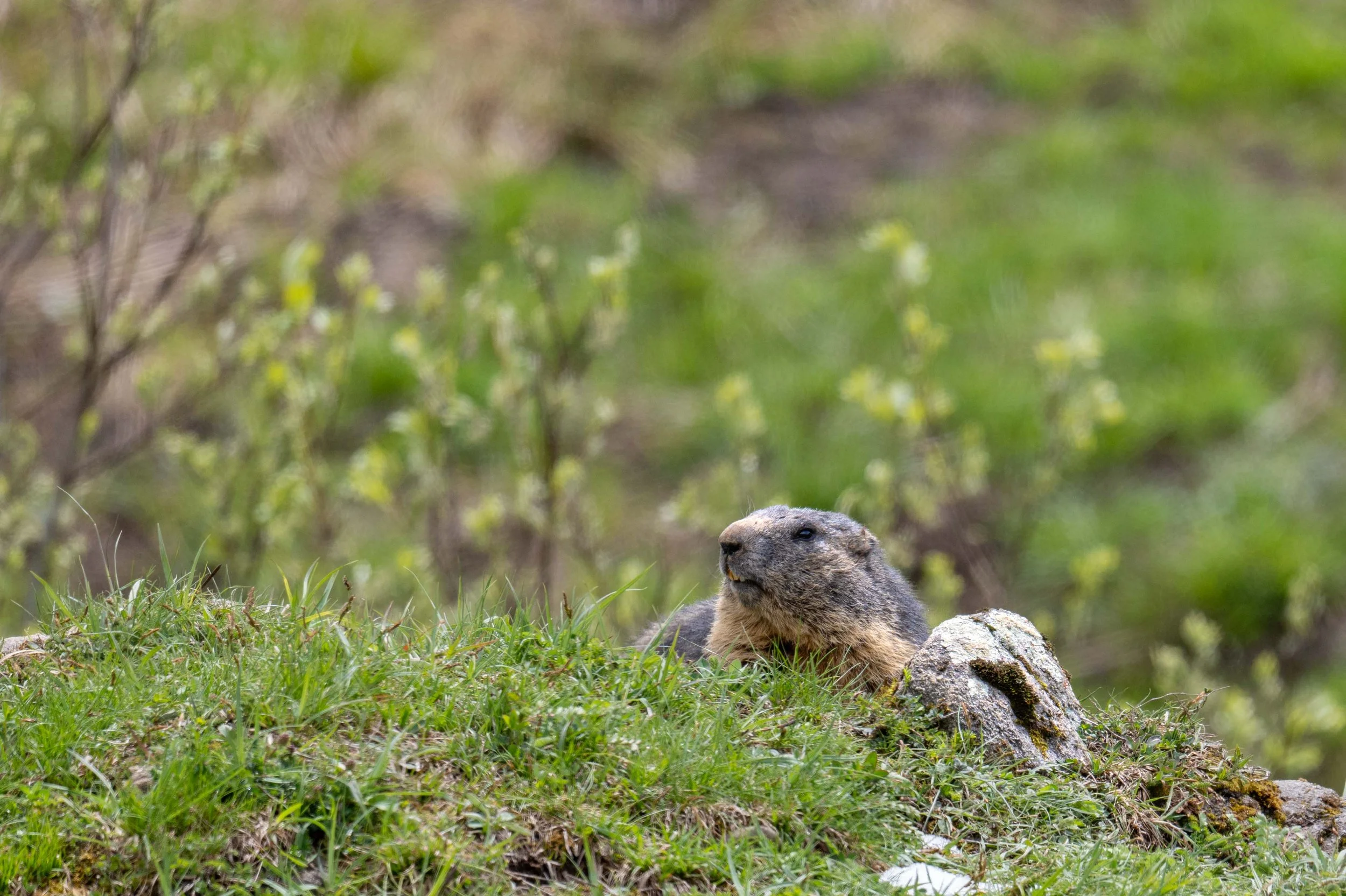 Mondimage_©Claude-Champion_marmottes-9.jpg