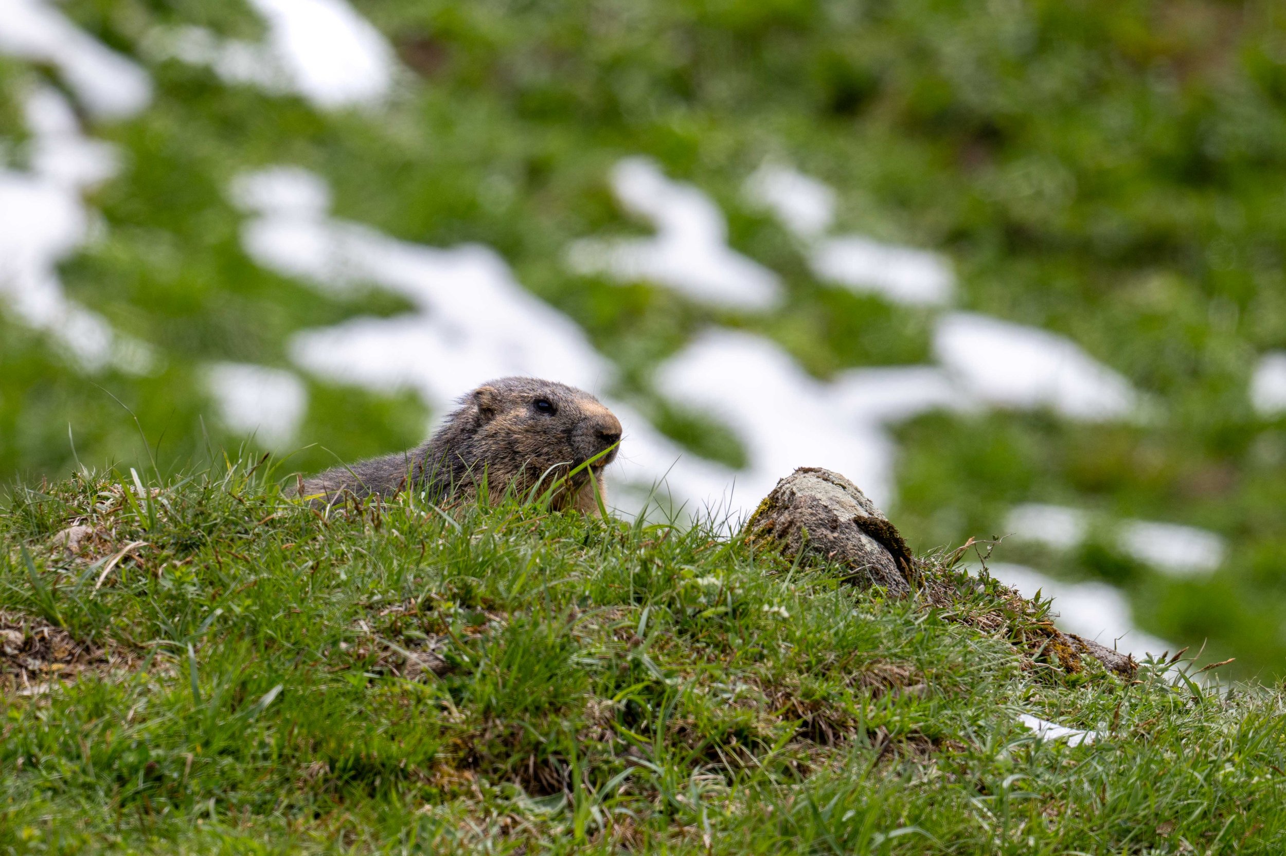 Mondimage_©Claude-Champion_marmottes-8.jpg