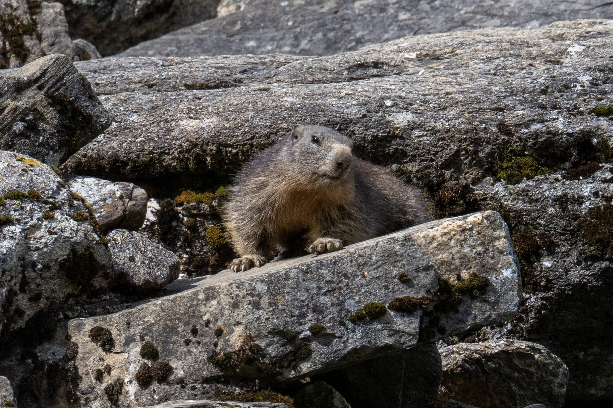 Mondimage_©Claude-Champion_marmottes-7.jpg