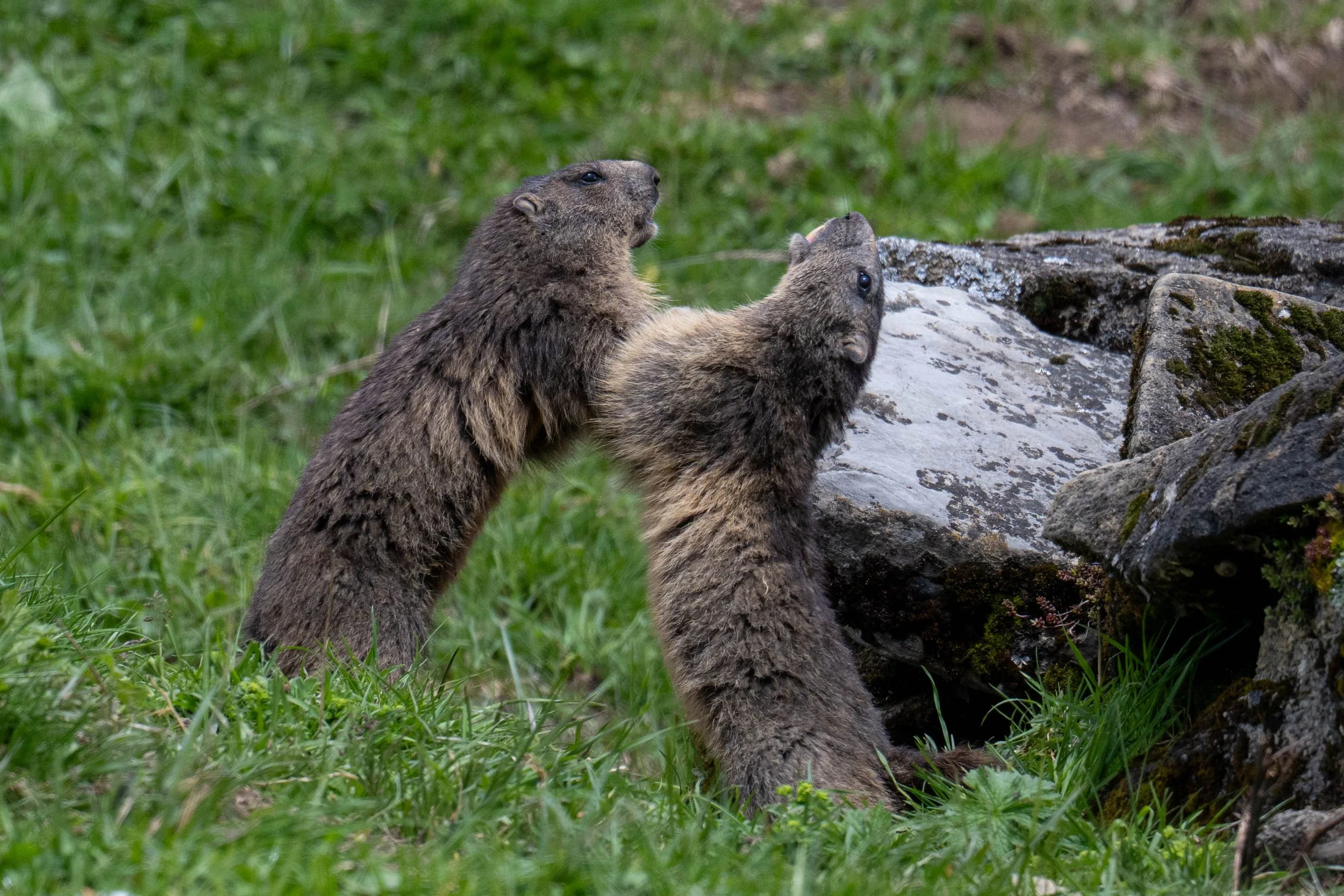 Mondimage_©Claude-Champion_marmottes-6.jpg