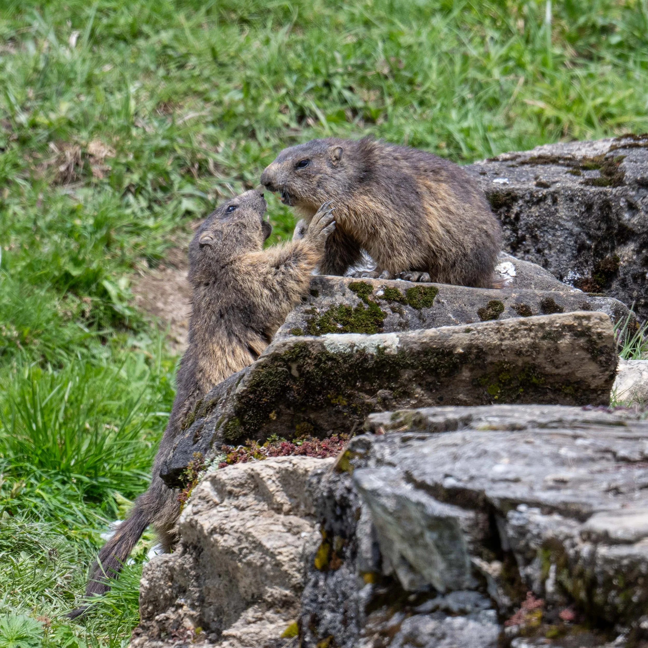 Mondimage_©Claude-Champion_marmottes-2.jpg
