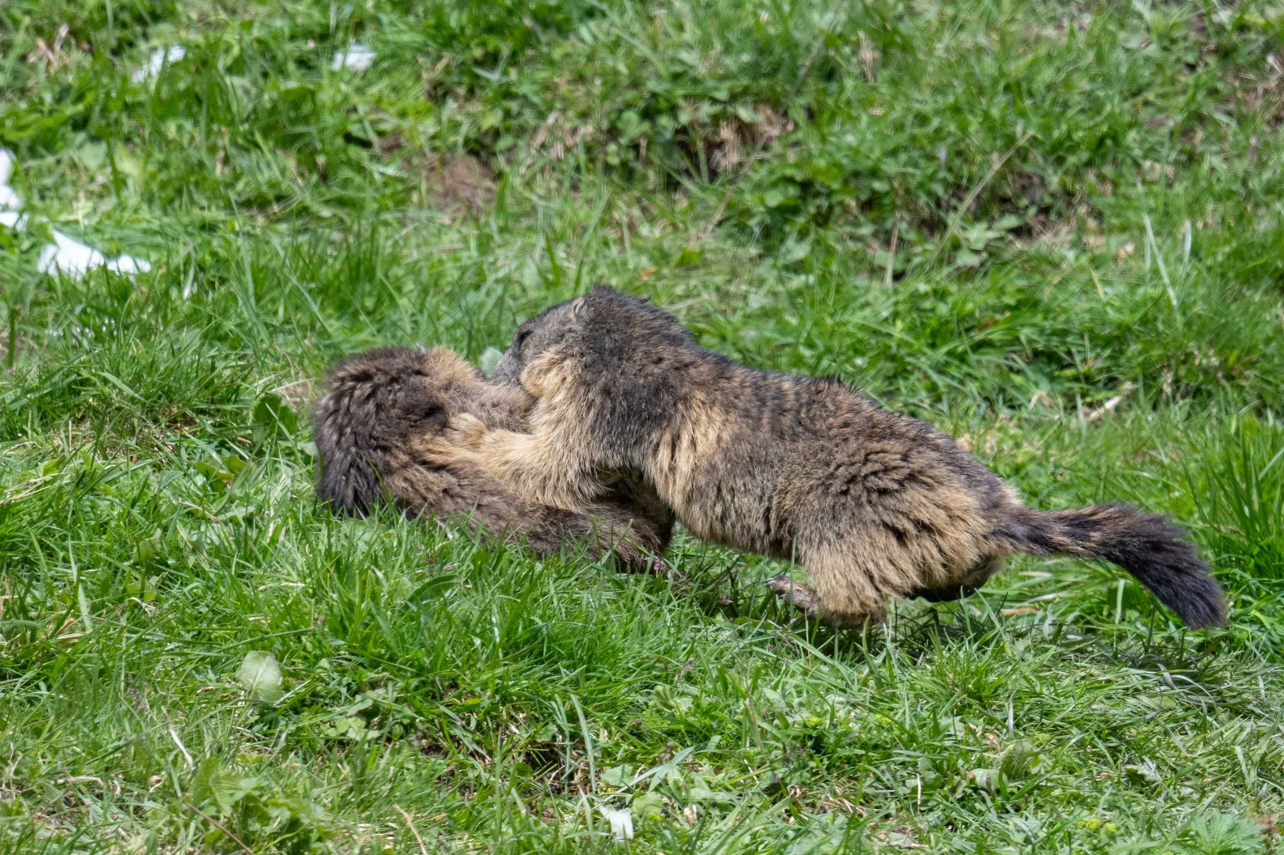 Mondimage_©Claude-Champion_marmottes.jpg