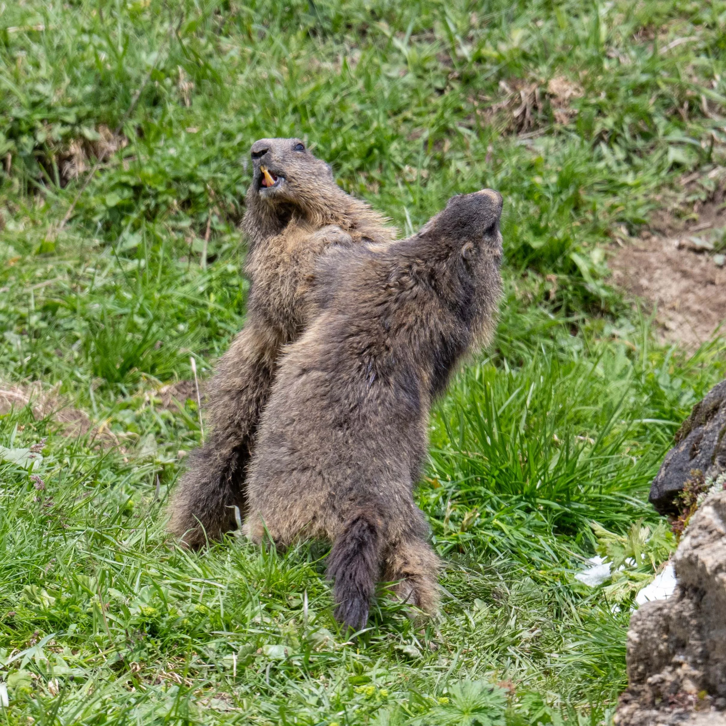 Mondimage_©Claude-Champion_marmottes-3.jpg