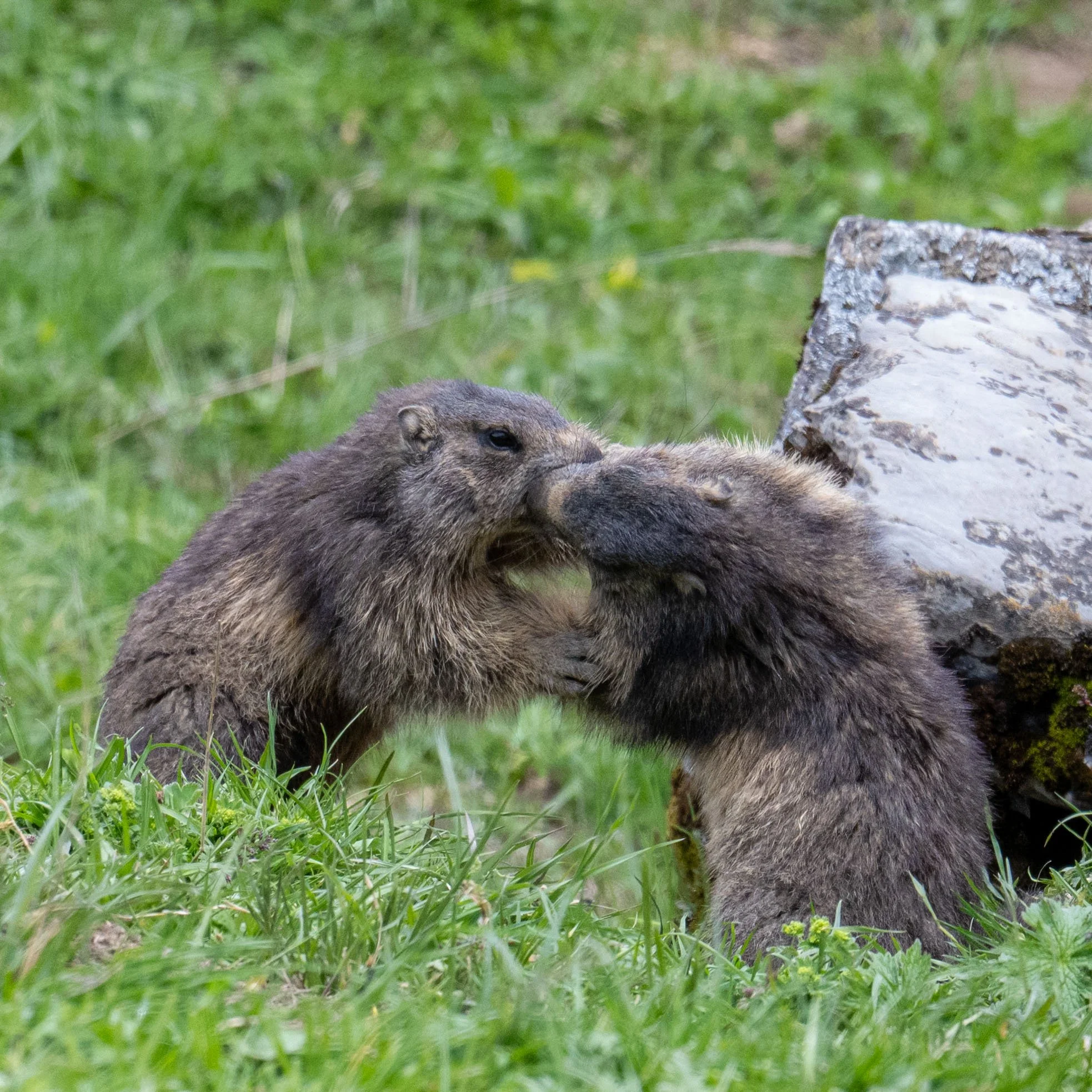 Mondimage_©Claude-Champion_marmottes-4.jpg