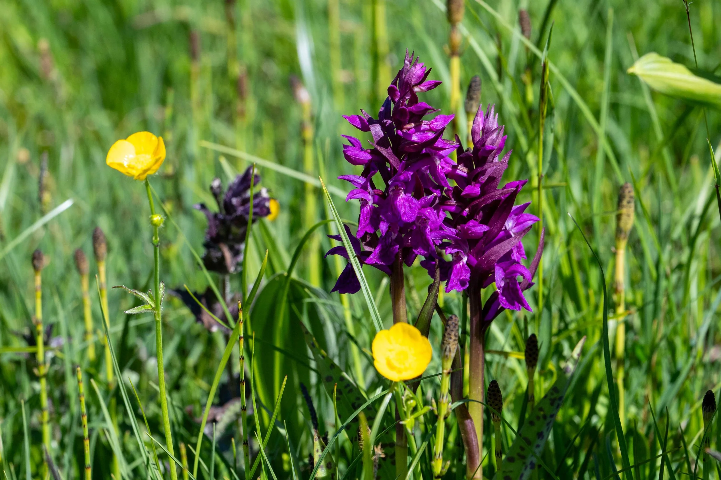 Orchis mâle