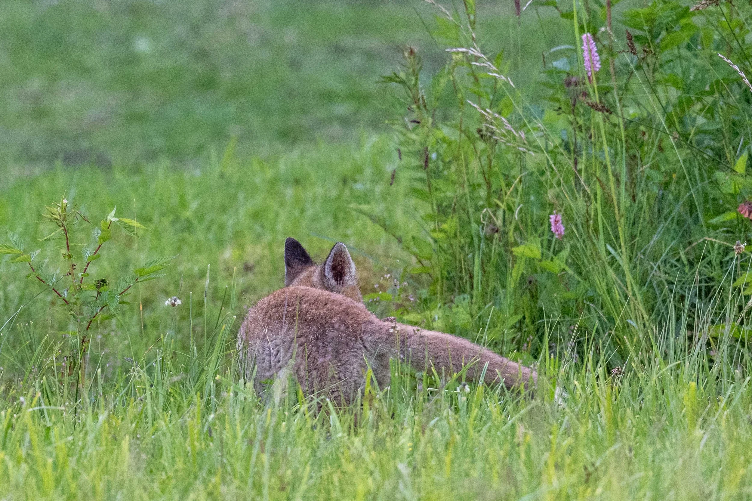 Un renardeaux sort du bois oû se trouve son terrier