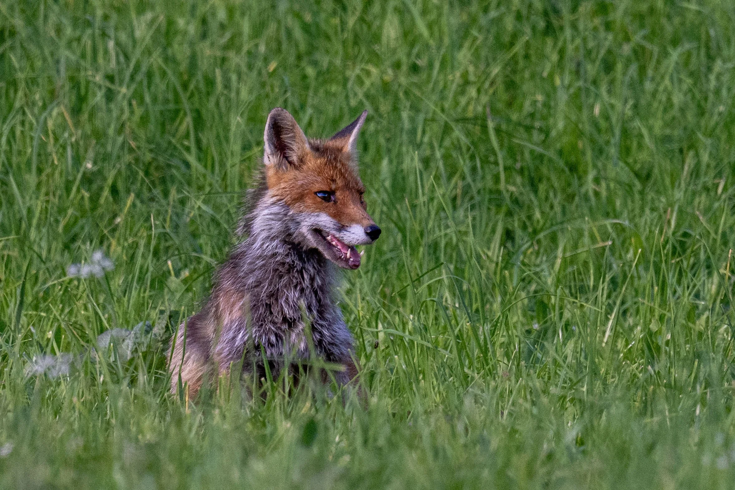 sous le regard attentif d'un parent qui attend son heure pour partir à la chasse... il faut bien nourrir ces 3 renardeaux