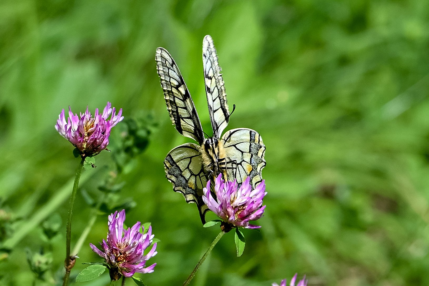 La nature c'est aussi les insectes, ici, un papillon, le Machaon