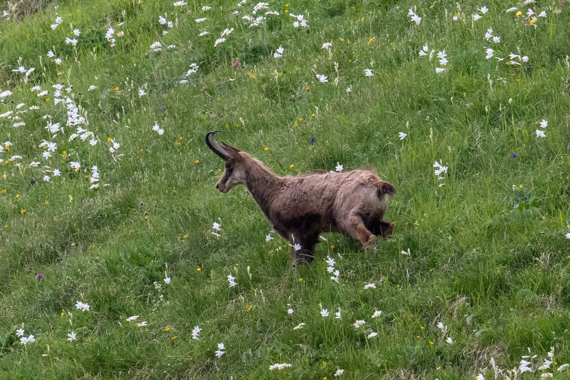 Chamois au milieu des lys des Alpes, il s'en régale