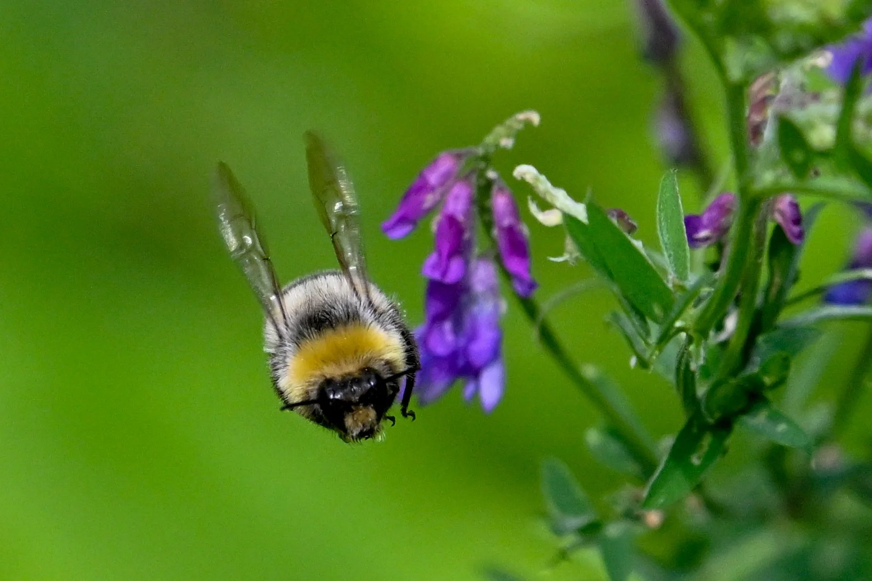 Le vol et le monde des insectes, est aussi passionnant, ici un bourdon en approche d'une vesce