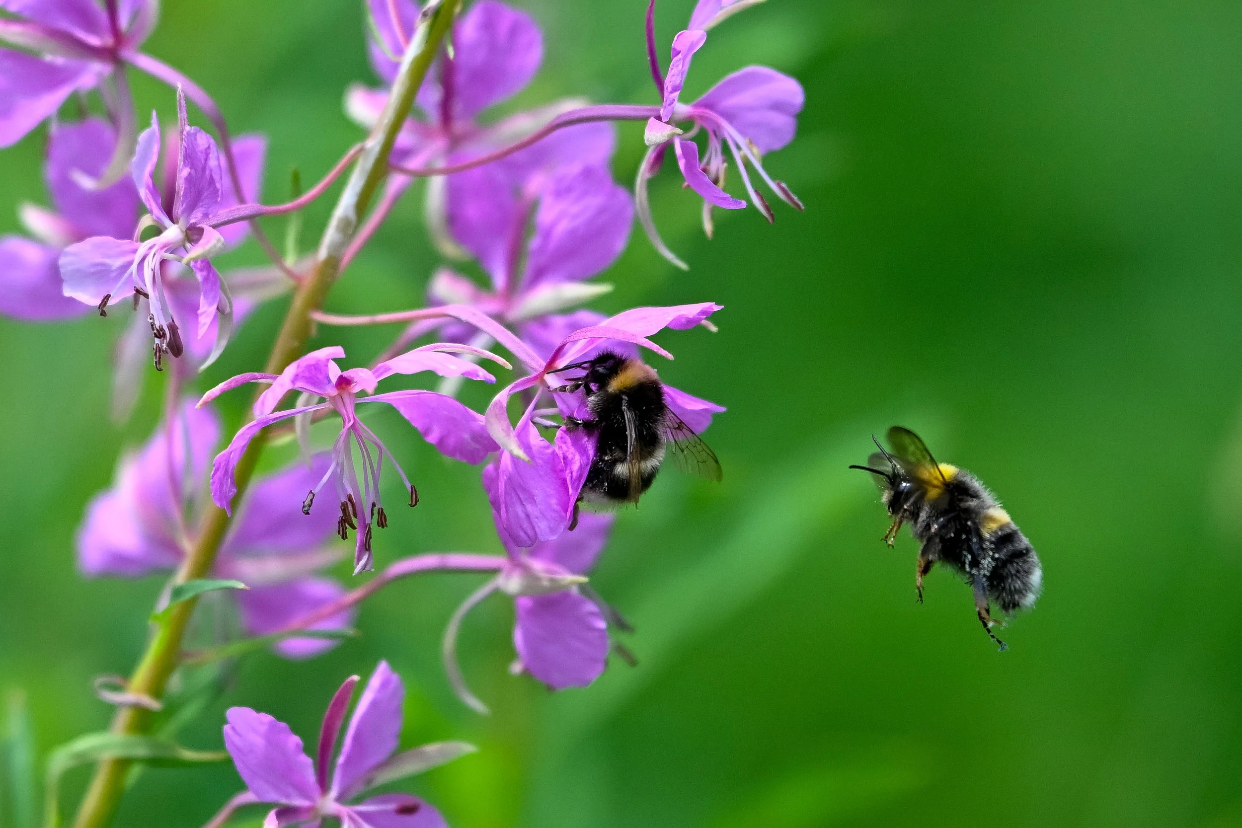 Il y a plétore de fleurs mais... ce sont toujours les mêmes qui sont convoitées !