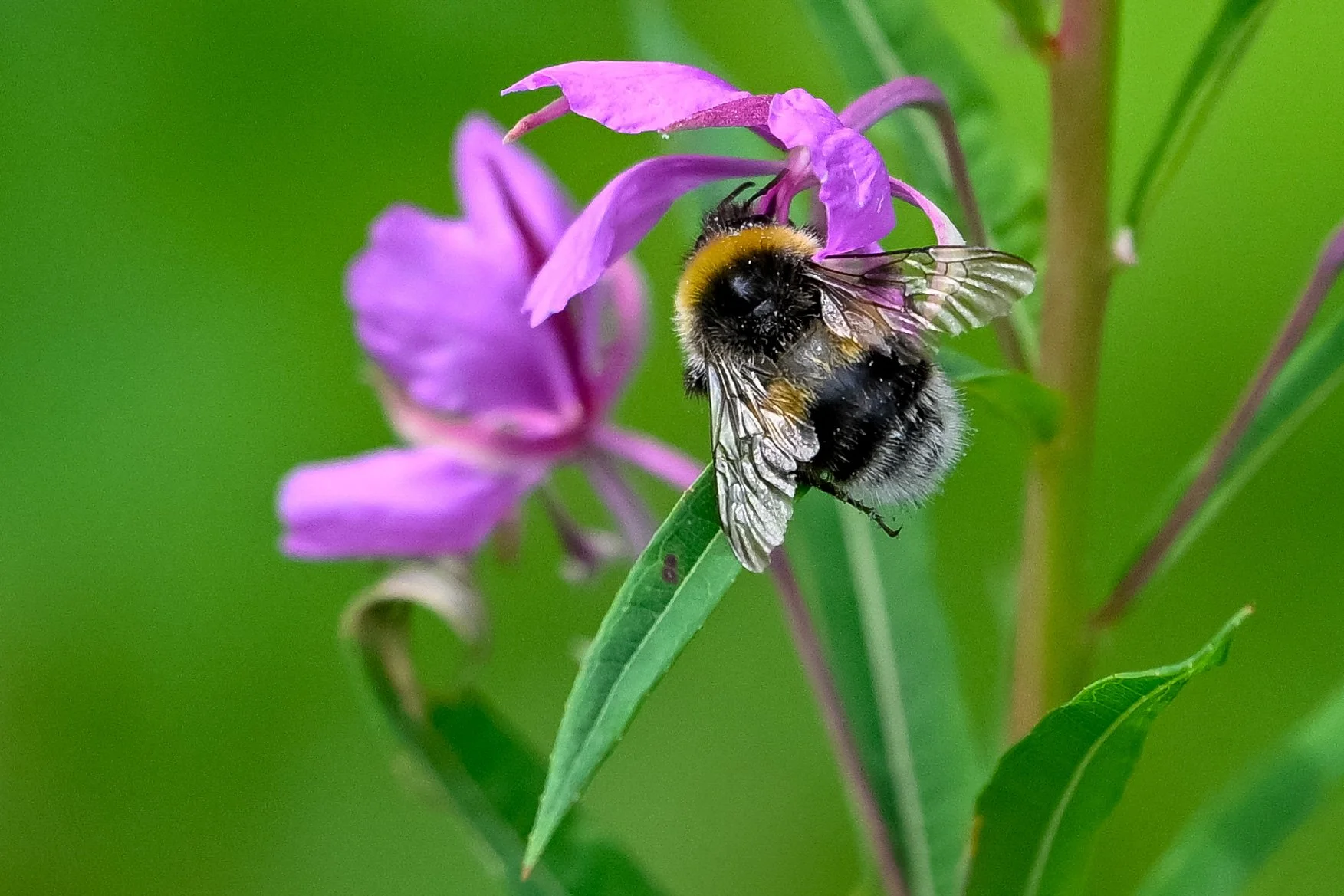 l'épilobe à feuille étroite, un délicieux nectar...