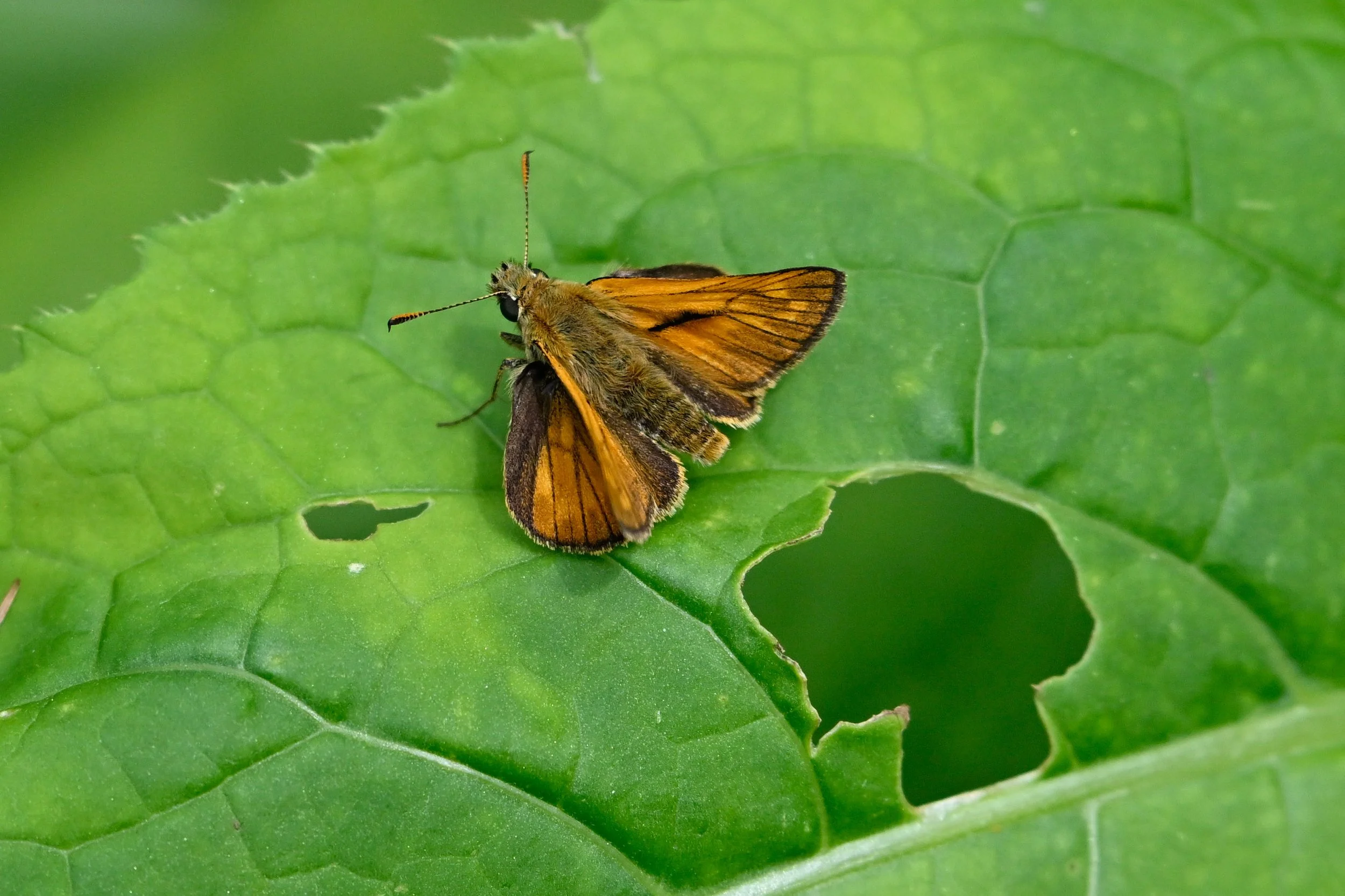 Dans le monde des insectes ailés, on trouve également des représentants de la famille des papillons