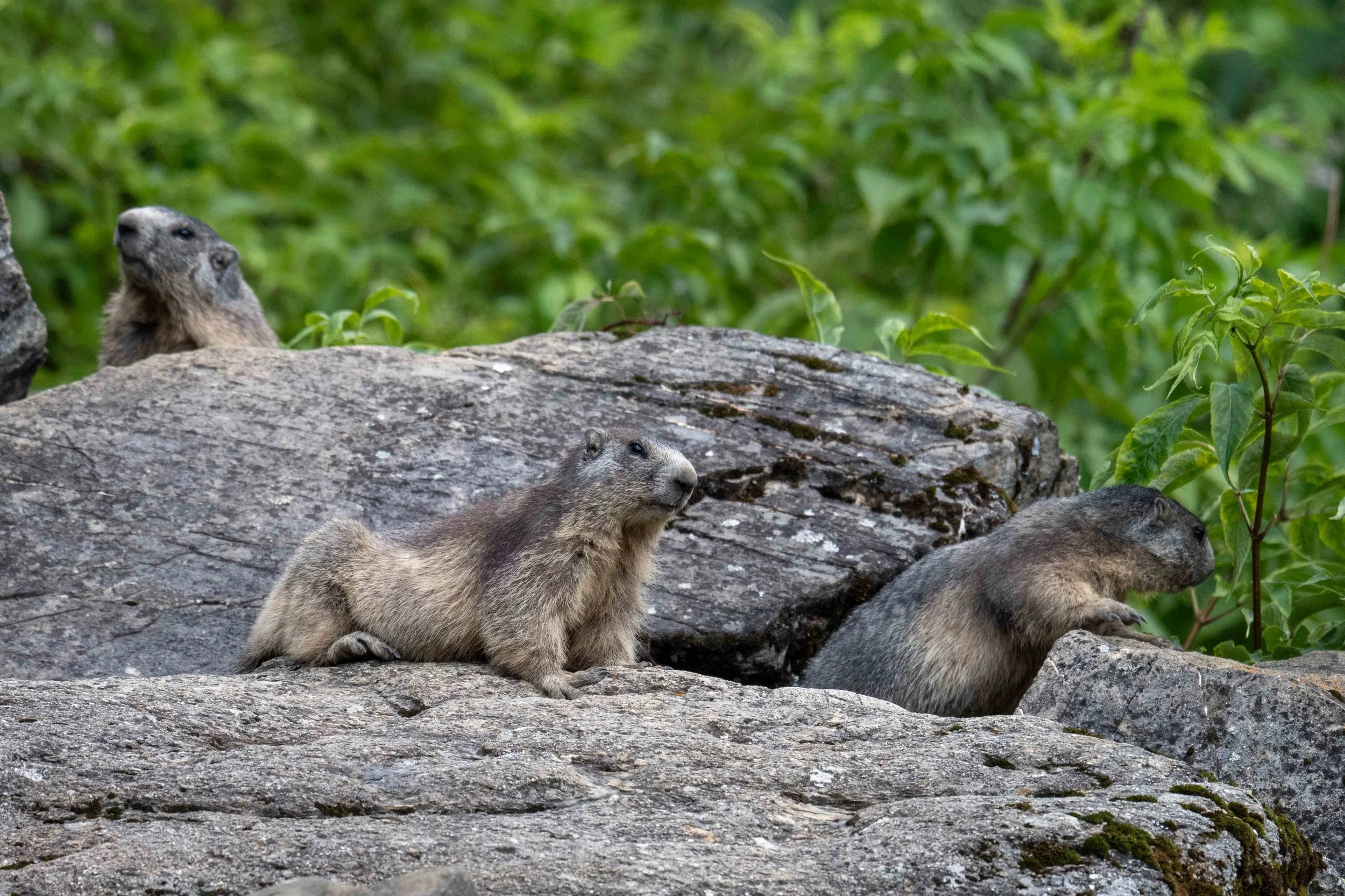Dans les rochers, une famille de marmottes se prélasse au soleil...
