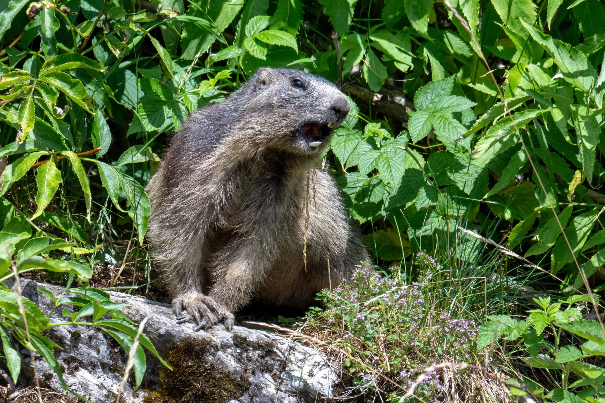 et au besoin, siffle ! tout le vallon résonne de ses cris perçants !