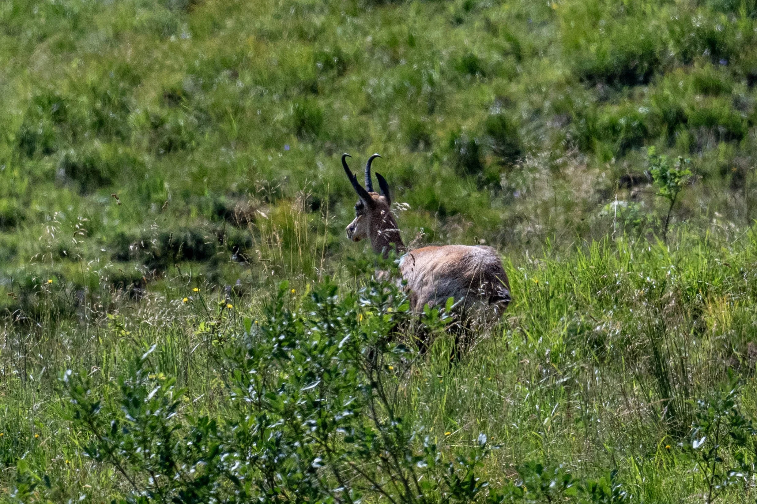 Sous le regard d'un jeune mâle chamois