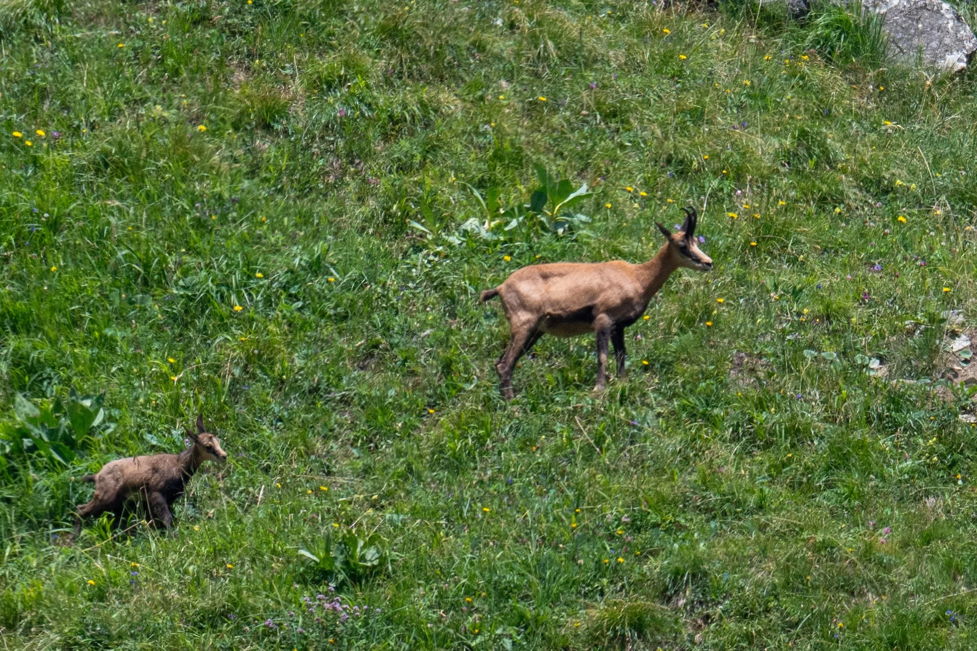 Une femelle, la chèvre et son petit de l'année, un cabri à la limite du sevrage.