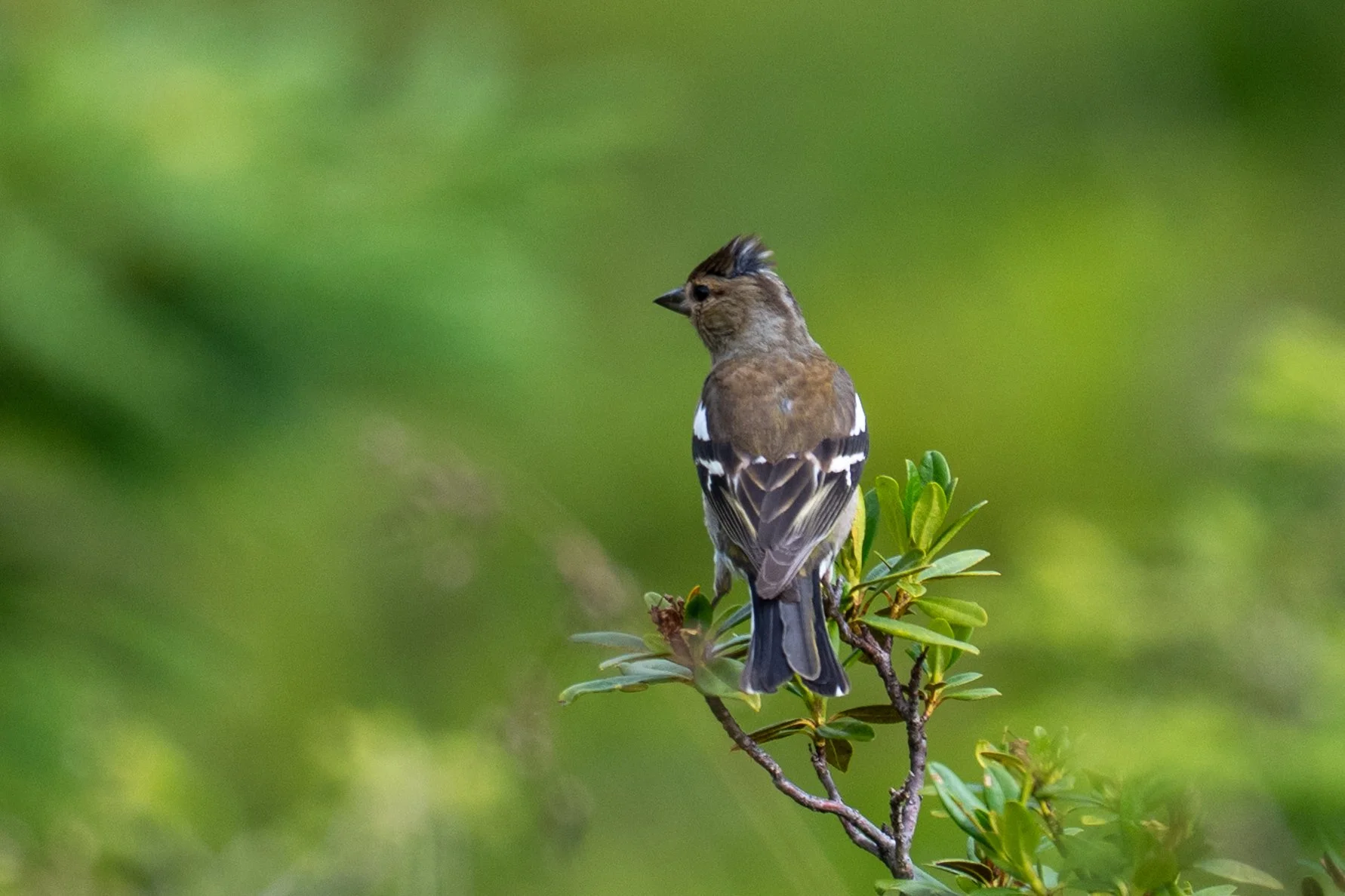 Plus commun, celui que l'on entend avant de le voir, le pinson des arbres
