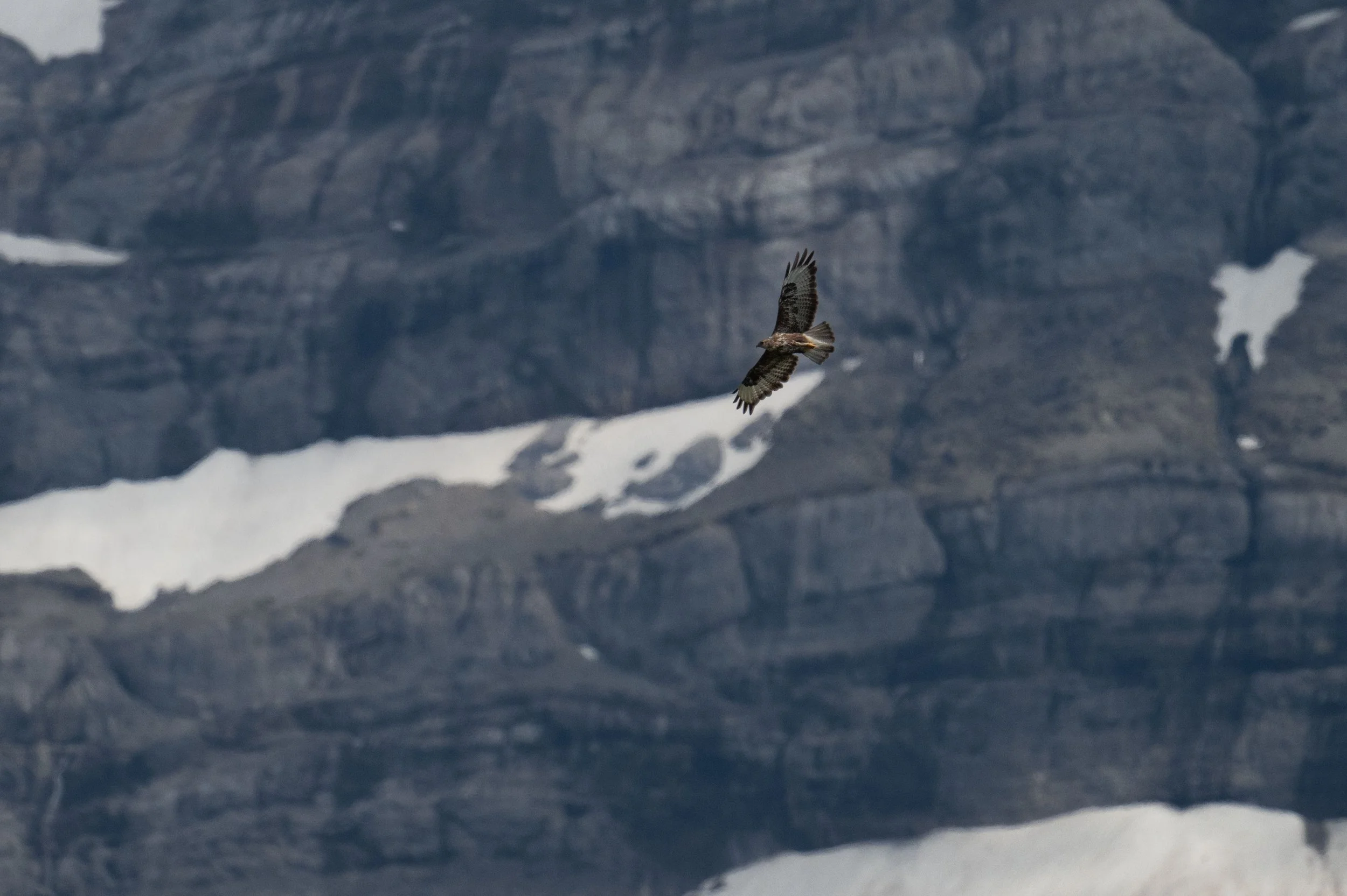 Pour les marmottes, le danger vient très souvent du ciel... comme la buse variable !