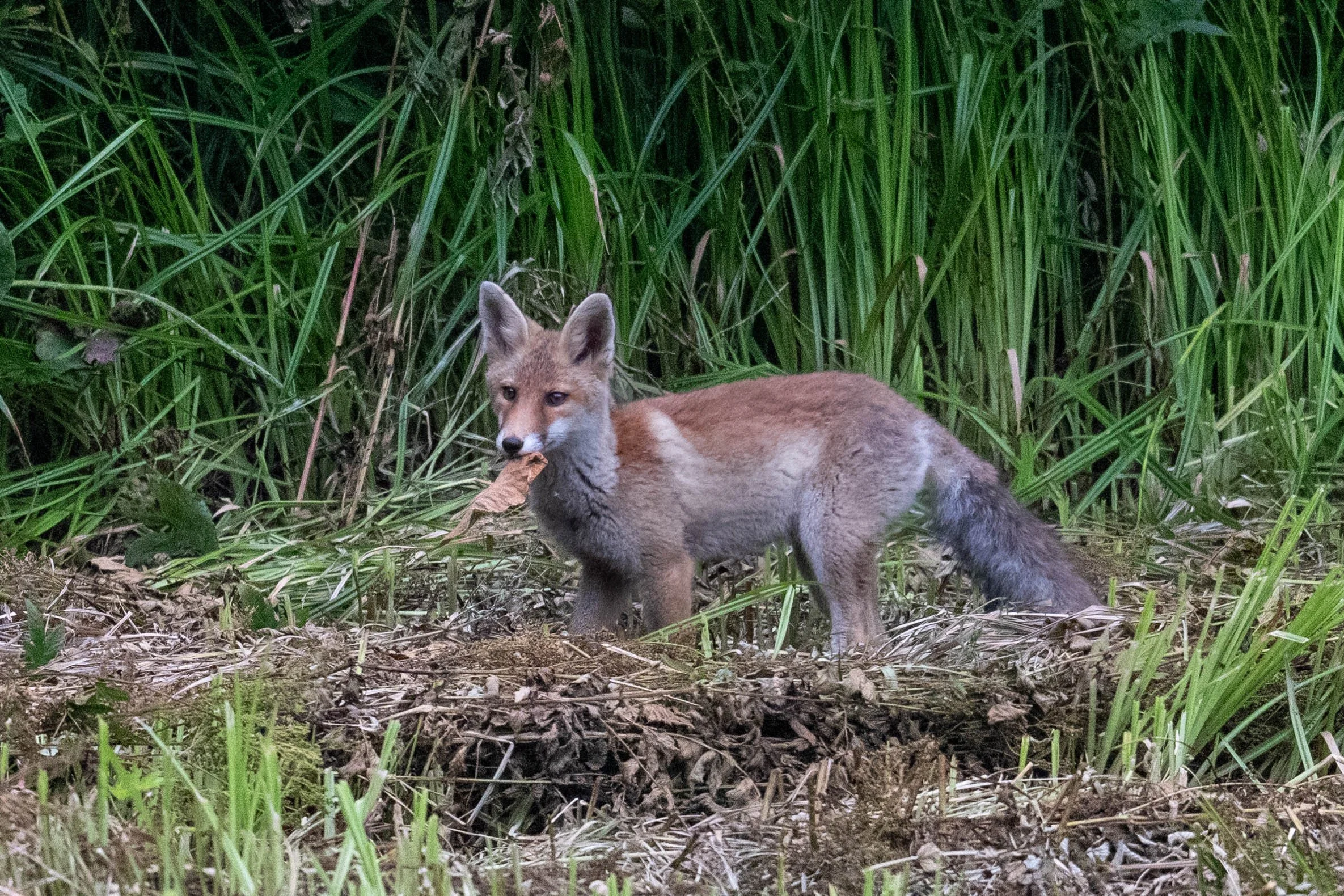 De retour au chalet, à 500 mètres, à l'orée d'un bois, toujours la même famille de renard. 