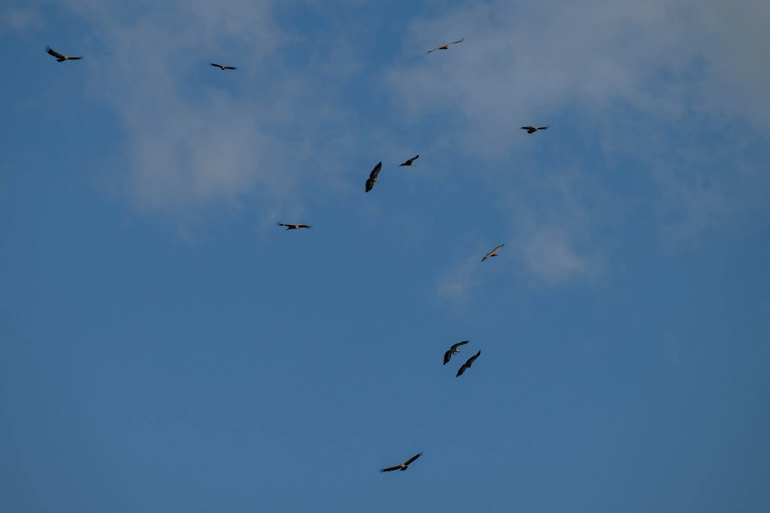Presque arrivés au sommet, un vol de très grands oiseaux ?