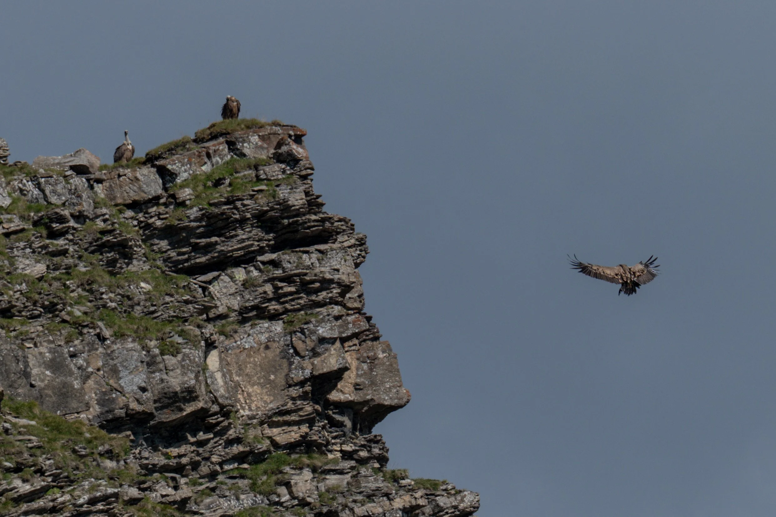 L'un après l'autre ils vont se poser sur un grand piton rocheux