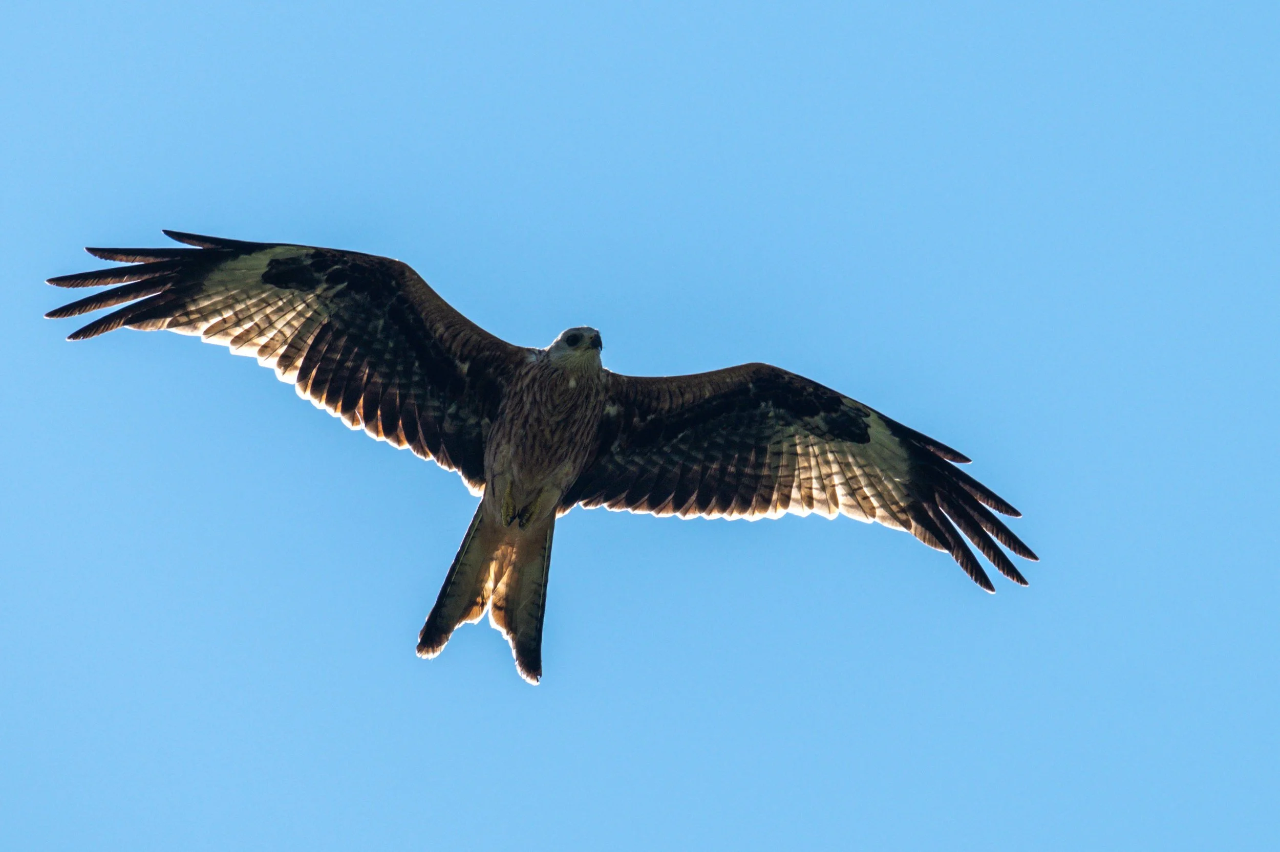 On grimpe au col dans l'espoir de voir, en fin de journée, des bouquetins. Sur le chemin nous observons le milan royal, magnifique rapace de plus en plus commun à cette altitude (1800m).