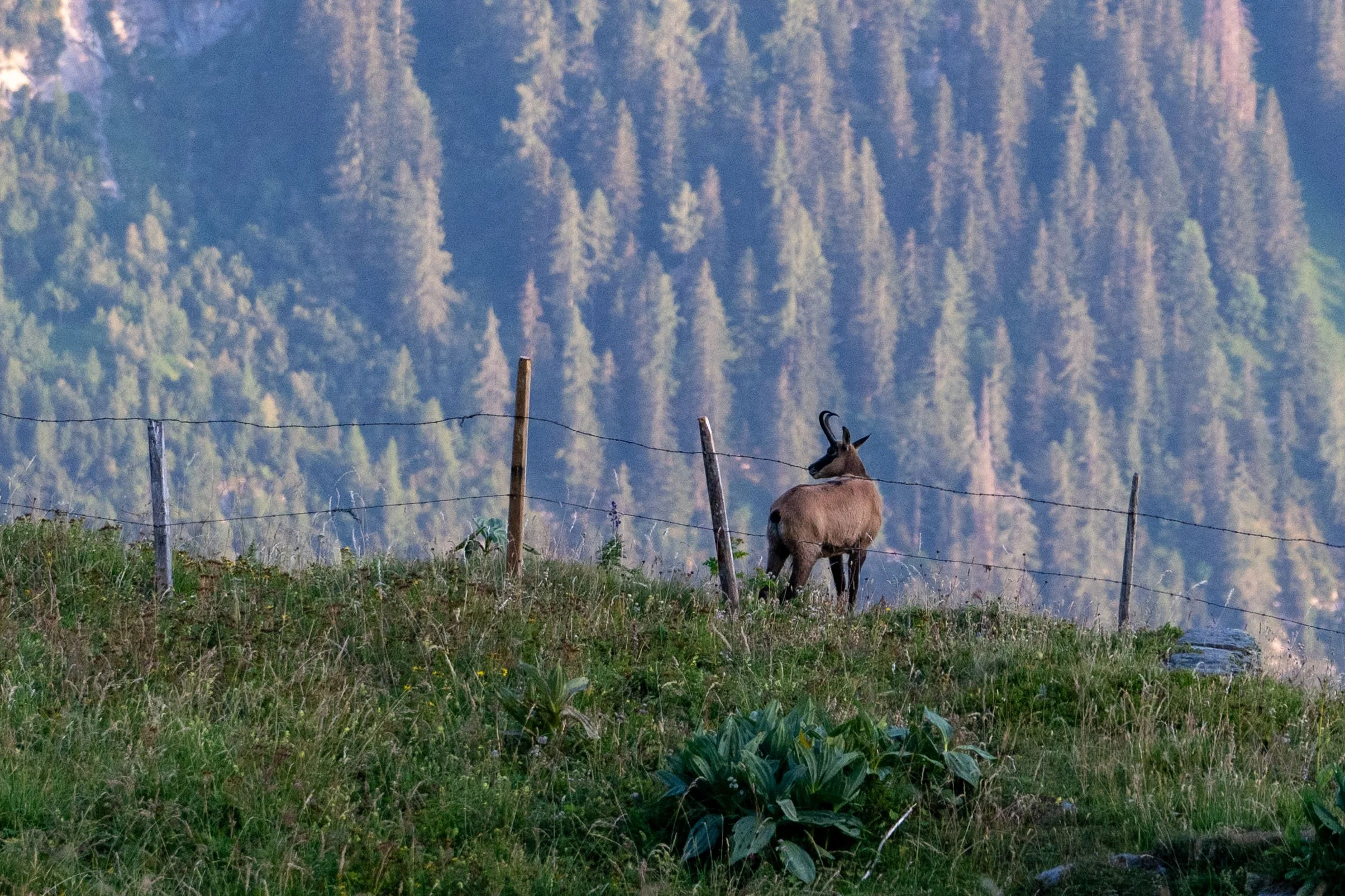 Après un repas pique-nique pris au col, il est temps de redescendre. Rencontre ! un jeune mâle chamois...