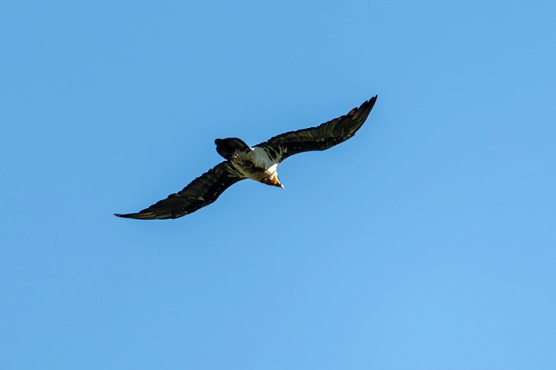 Au dessus de cette scène, pour nous, magique, plane un autre rapace amateur de cadavres...