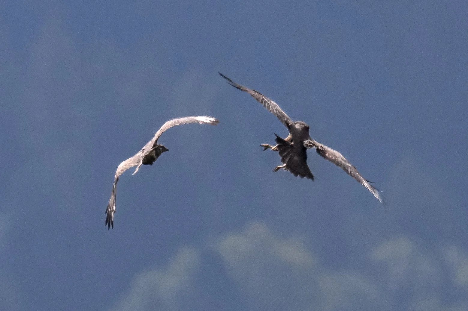 Mondimage_©Claude-Champion_rapaces-5.jpg