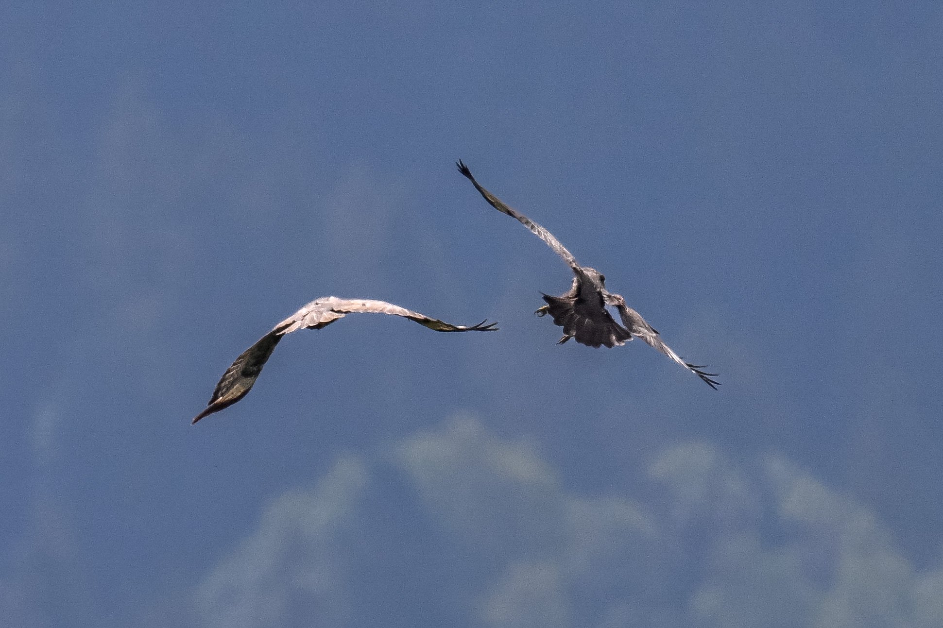 Mondimage_©Claude-Champion_rapaces-6.jpg