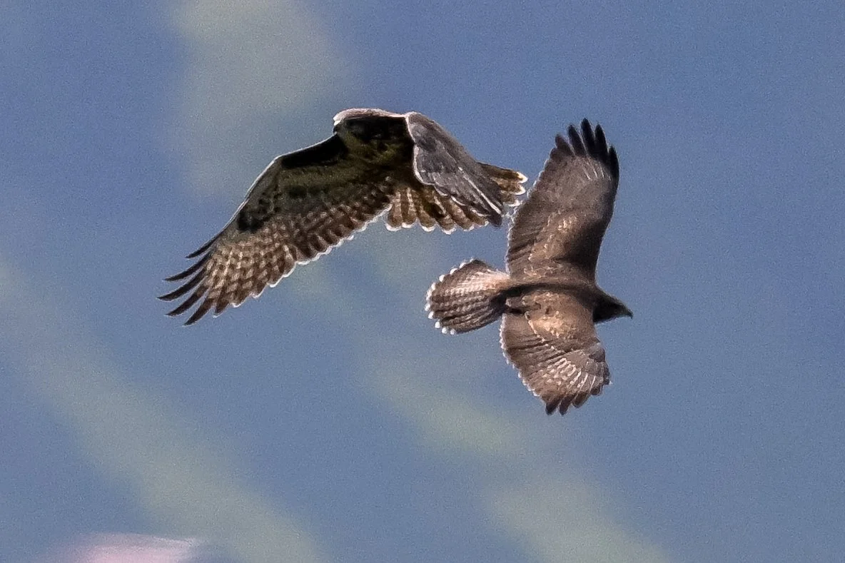 Mondimage_©Claude-Champion_rapaces-7.jpg