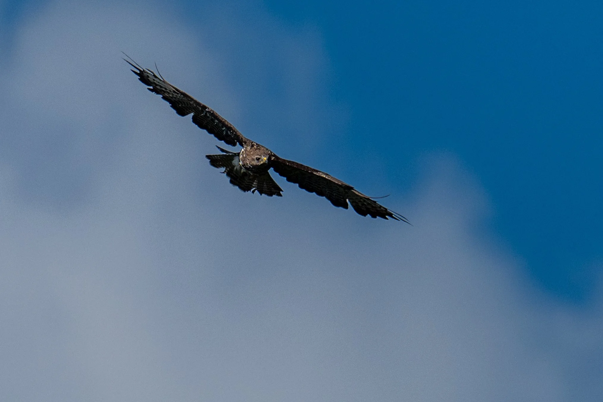Il est temps de redescendre au chalet, mais d'autres belles rencontres m'attendent dans le ciel 