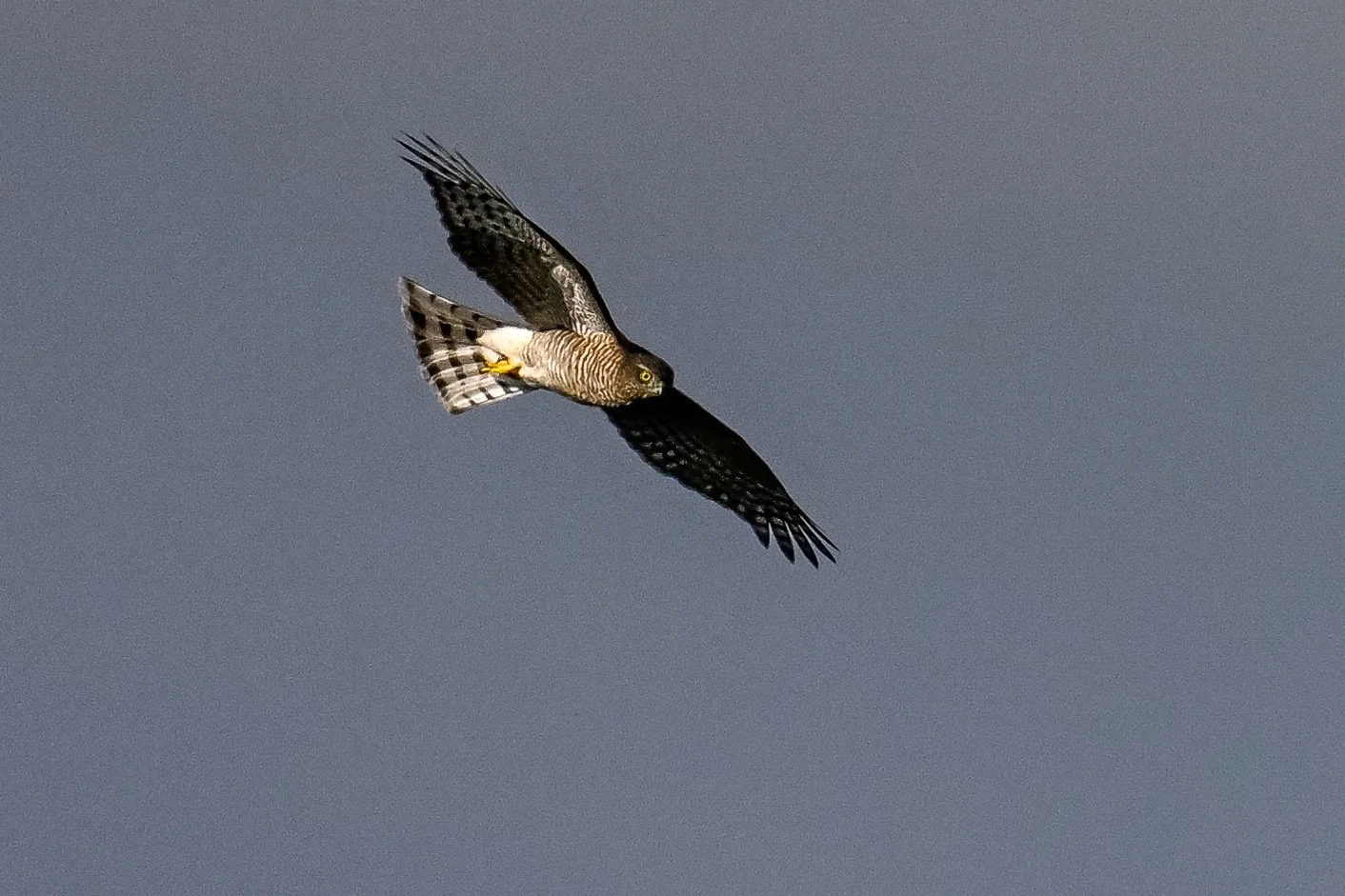 Une nouvelle journée dans ce paradis des rapaces, une grande première pour moi m'attend... un épervier d'Europe !