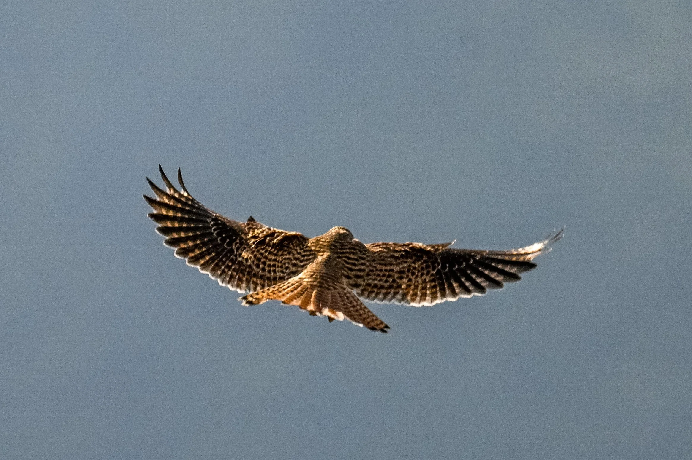 Le crécerelle peut reprendre sa chasse 