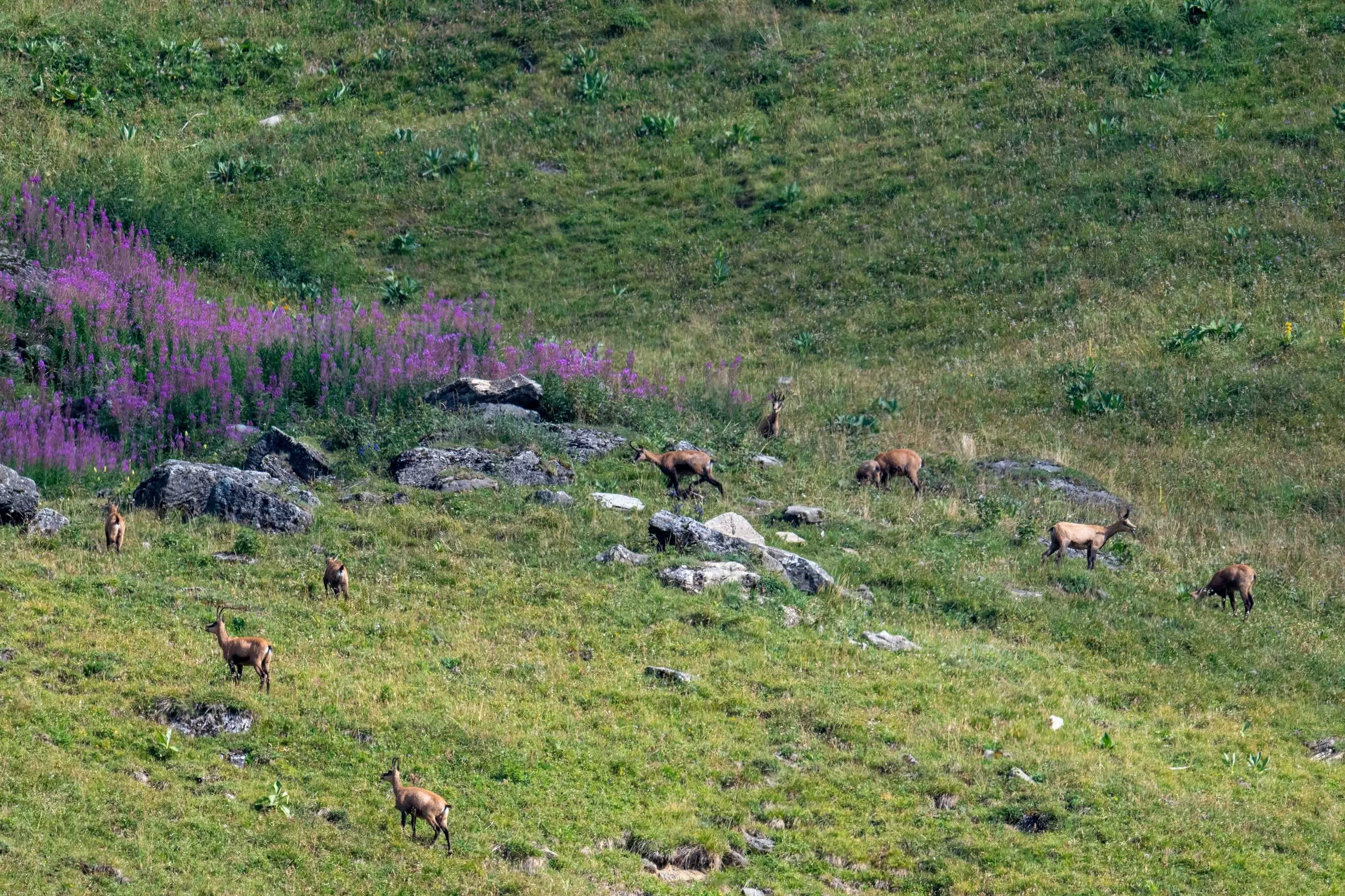 Quand le regard descend sur l'alpage, une jolie surprise, un groupe de chamois, mâles femelles et cabris, sont descendus pour lécher une roche saline.