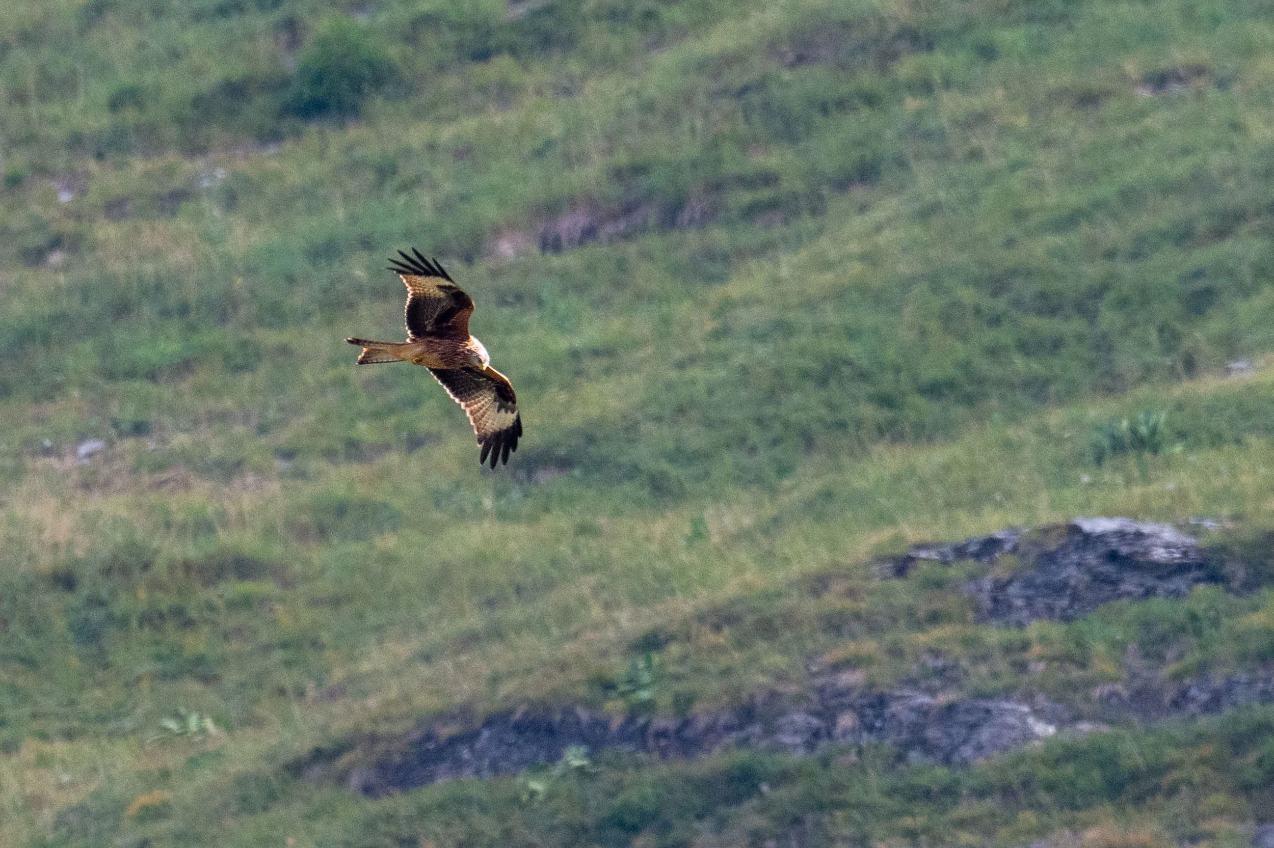 Mondimage_©Claude-Champion_rapaces-24.jpg