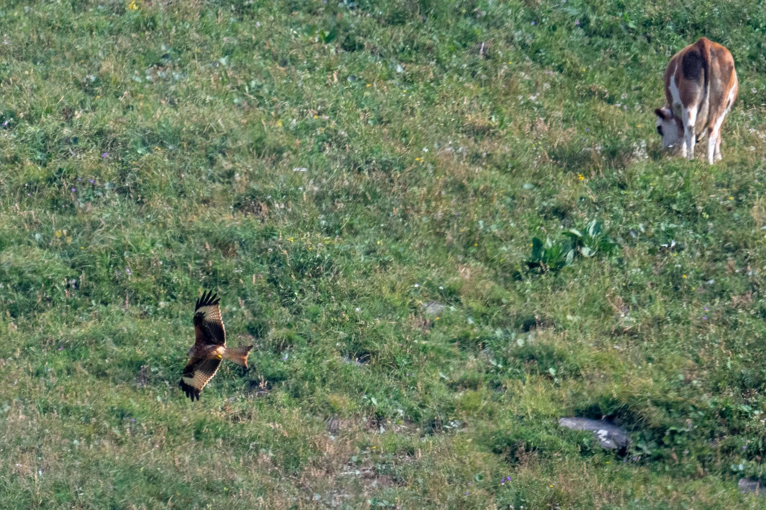 chasse-t-il la vache ou la marmotte ?
